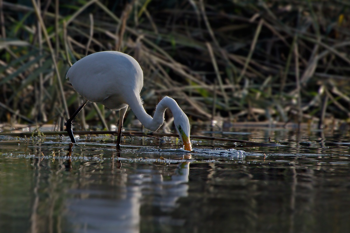 Airone Bianco Maggiore (Ardea Alba)