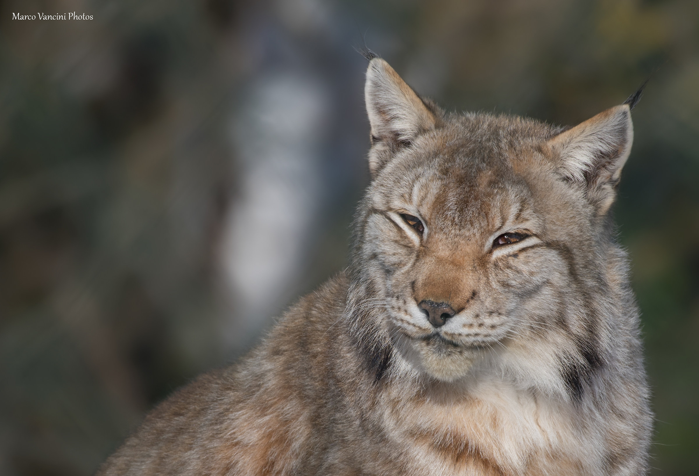 portrait of the lynx