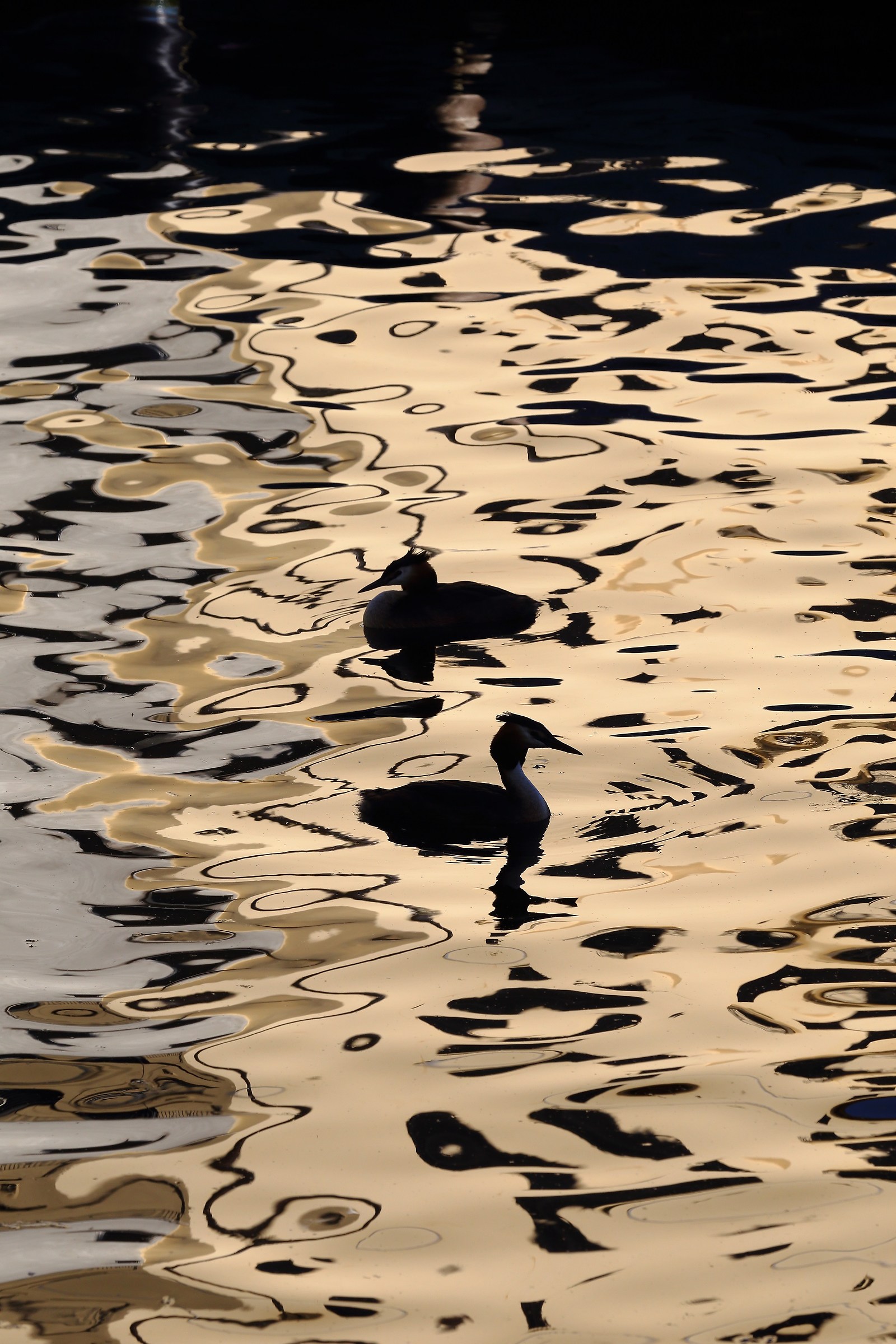 how to swim in gold without a checking account