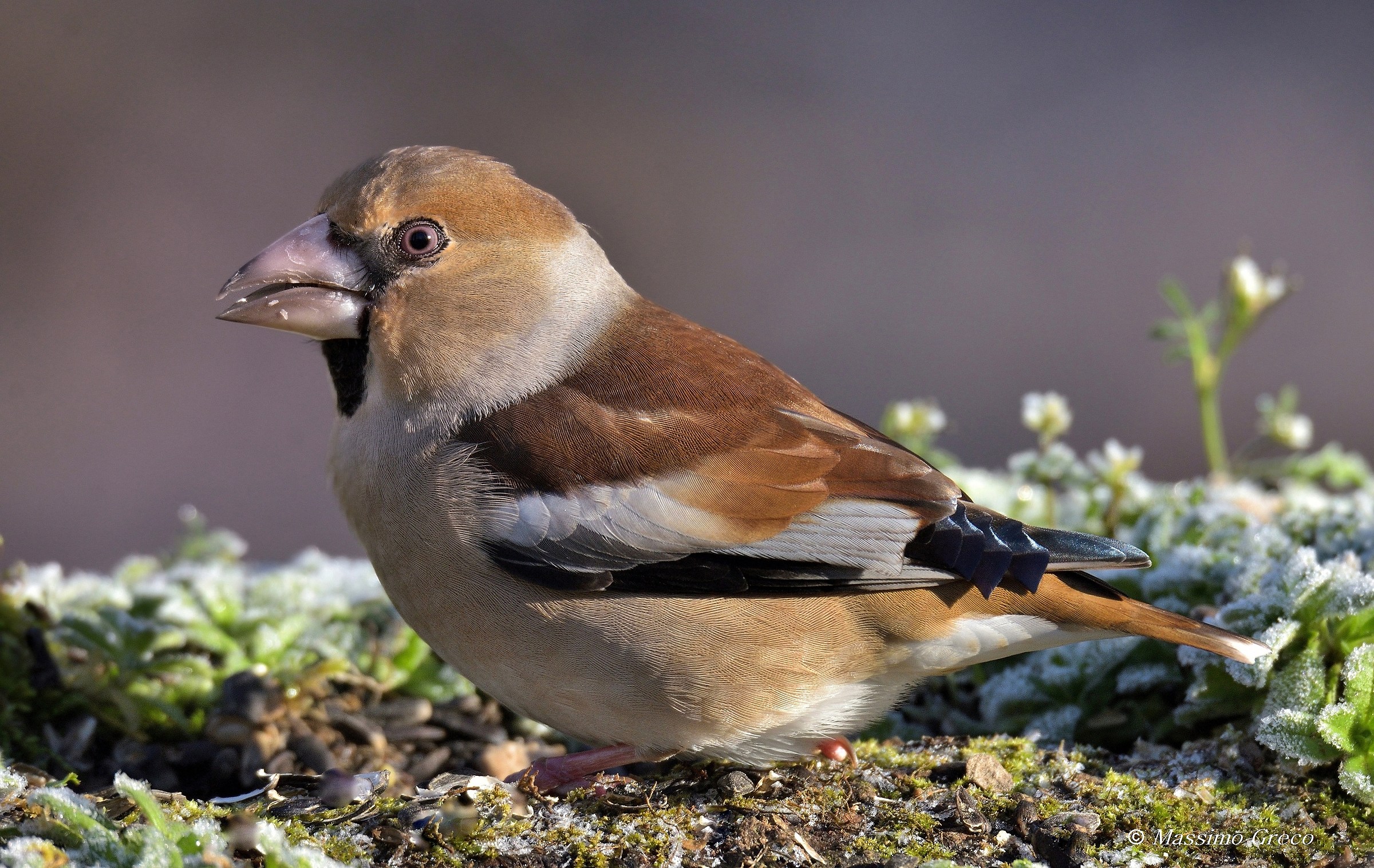 Hawfinch (Coccothraustes coccothraustes)