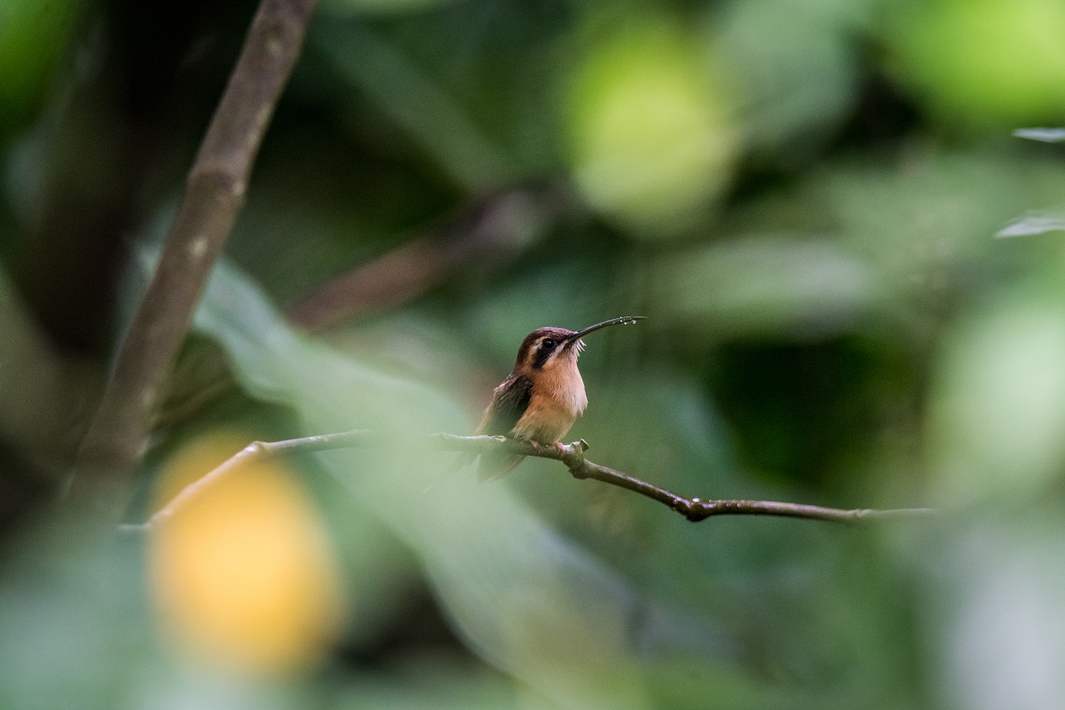 Stripe-troated Hummingbird