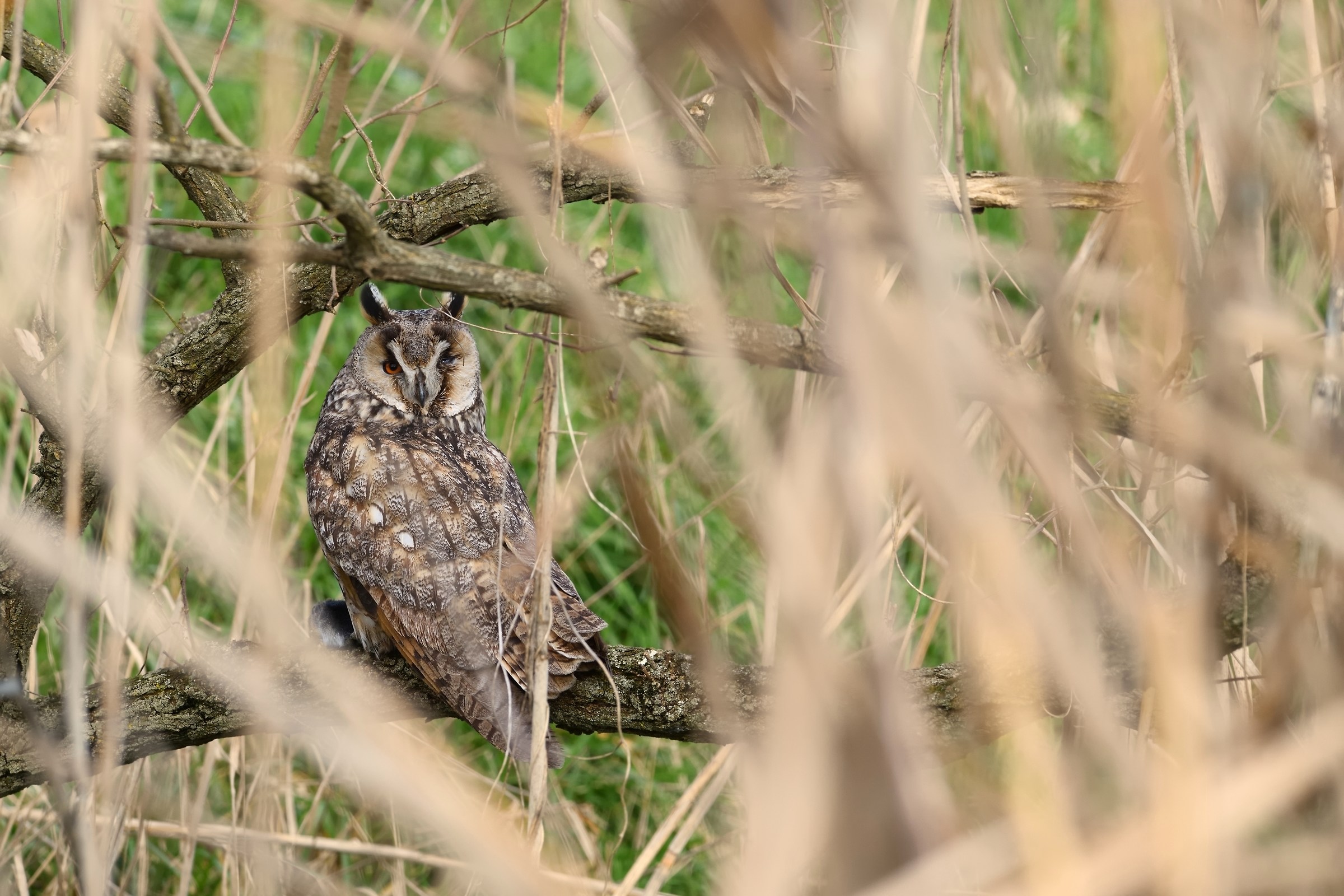 Gufo comune senza un occhio, con preda.
