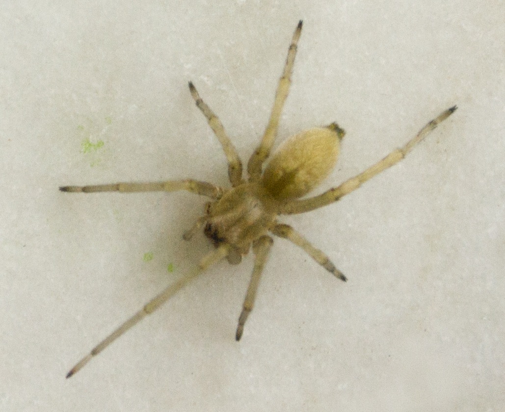 Cheiracanthium mildei