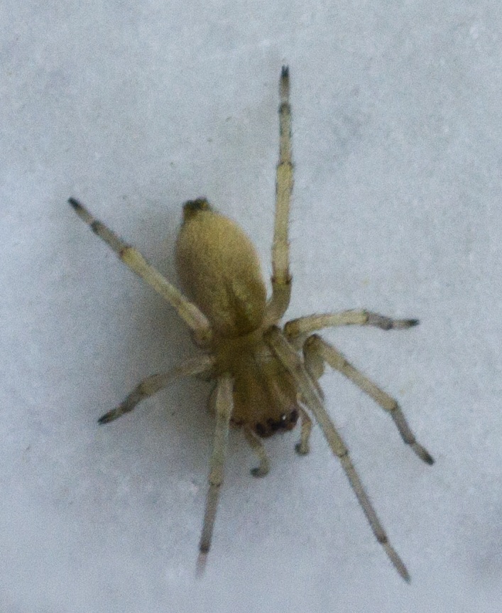 Cheiracanthium mildei