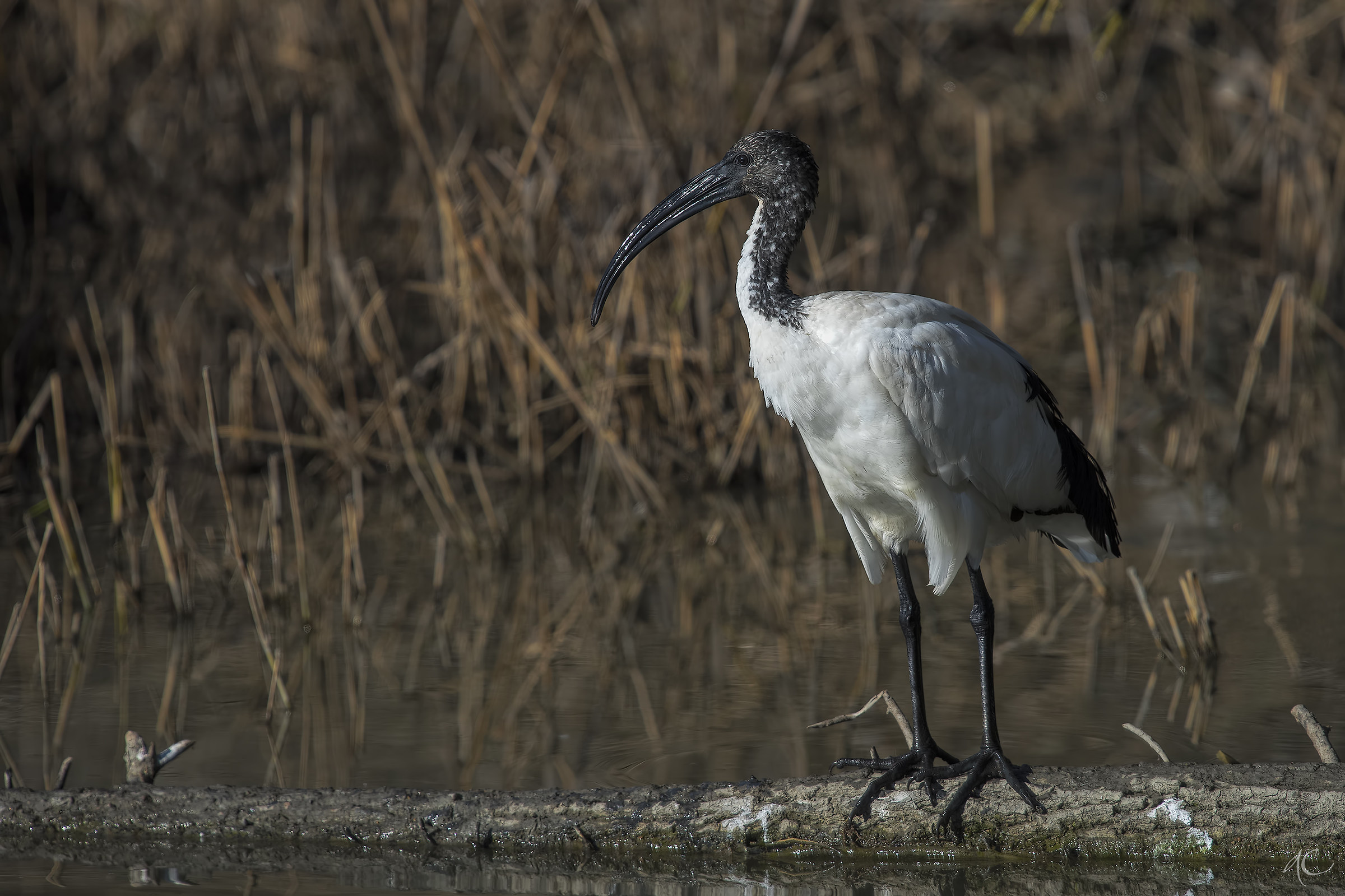 Sacred Ibis