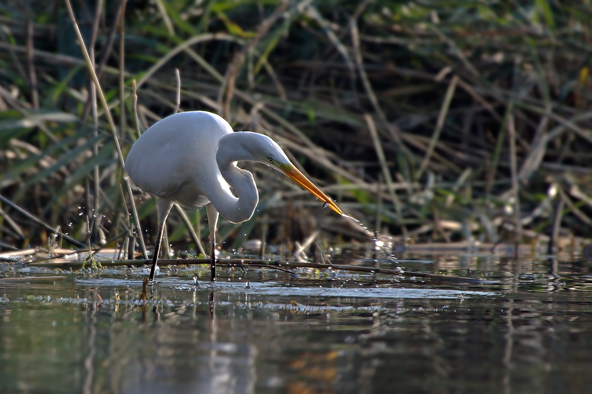 Airone Bianco Maggiore (Ardea Alba)