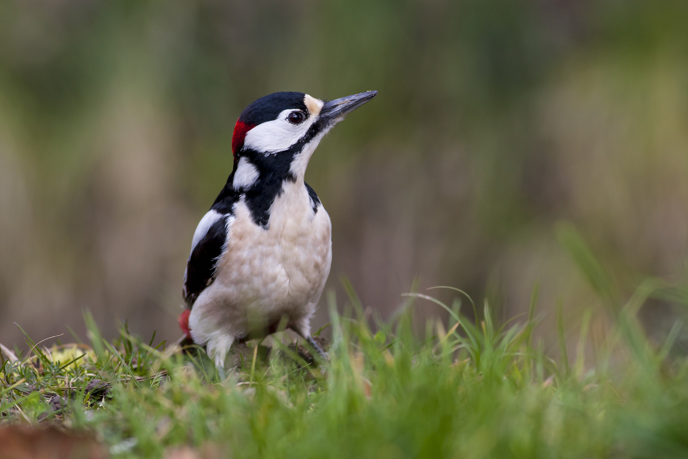 woodpecker on the ground