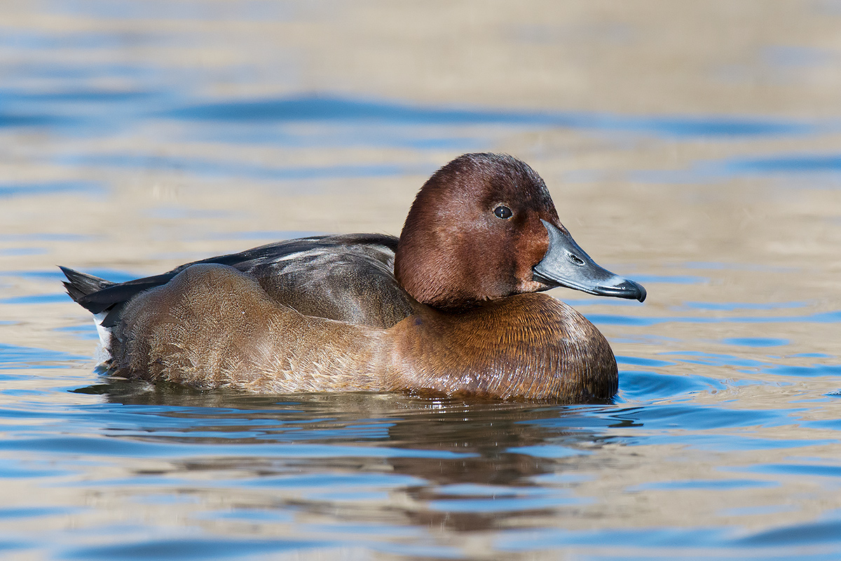 Ibrido Moretta tabaccata  x Moriglione