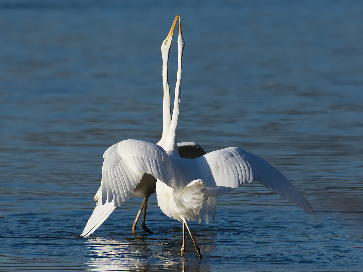 Great Egret (Casmerodius alba).