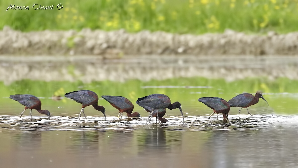 Glossy Ibis