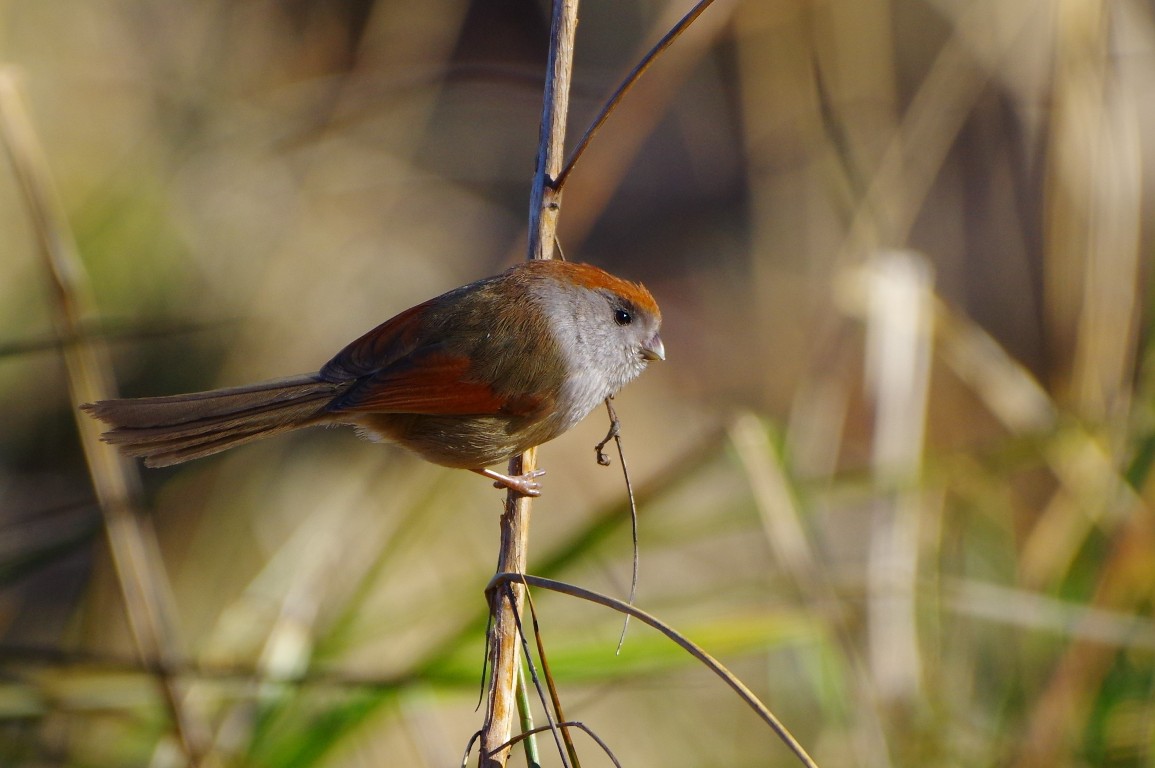 Panuro di Webb (Sinosuthora webbiana)