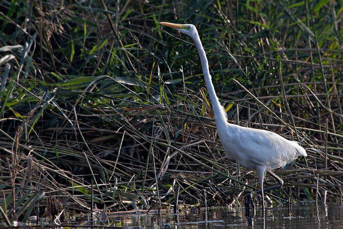 Airone Bianco Maggiore (Ardea Alba)