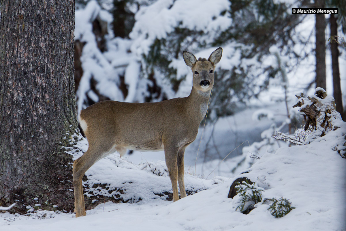 Young male roe