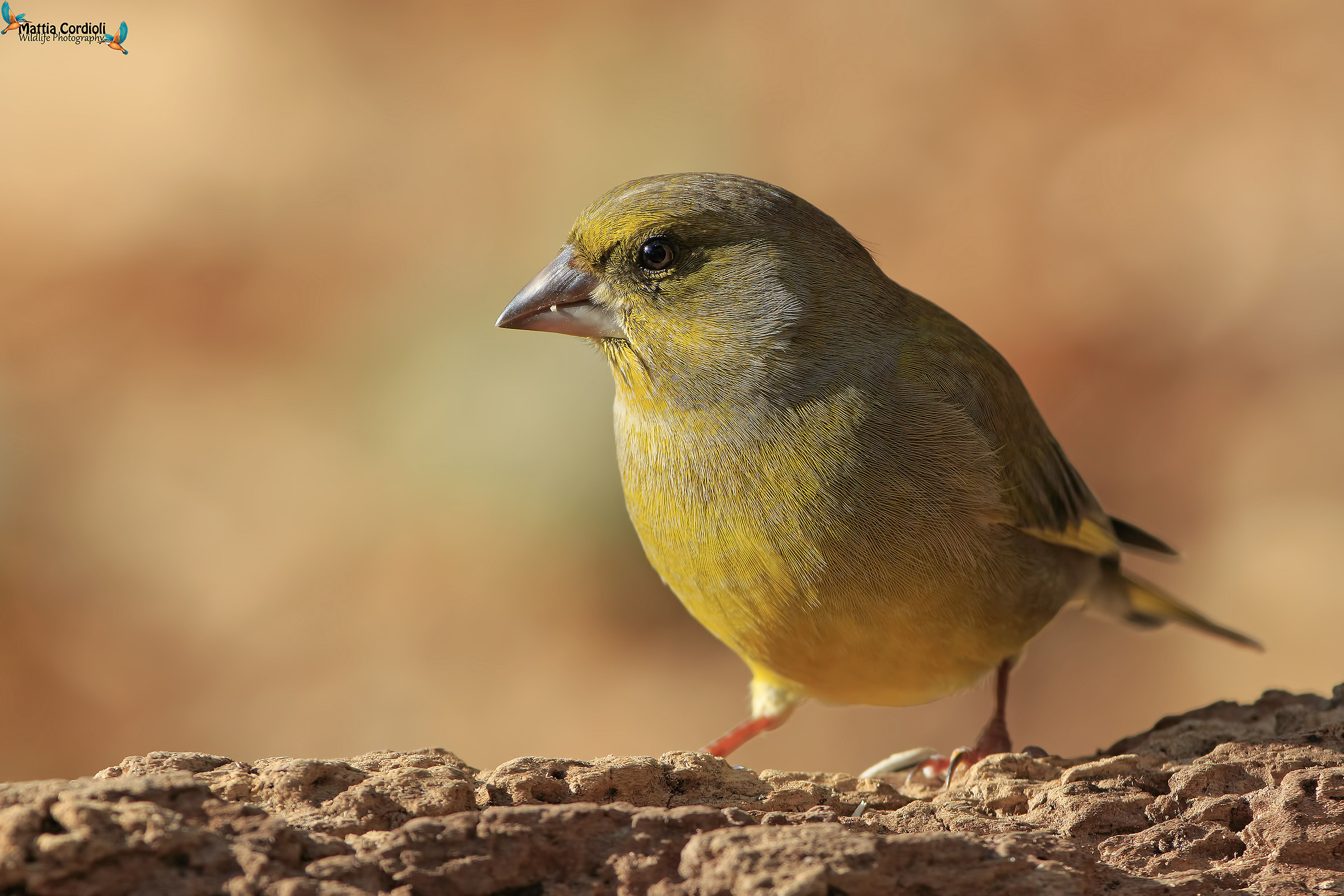 greenfinch