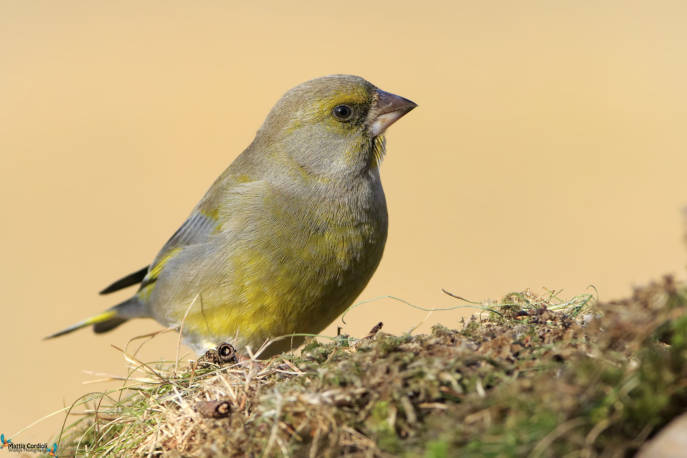 greenfinch
