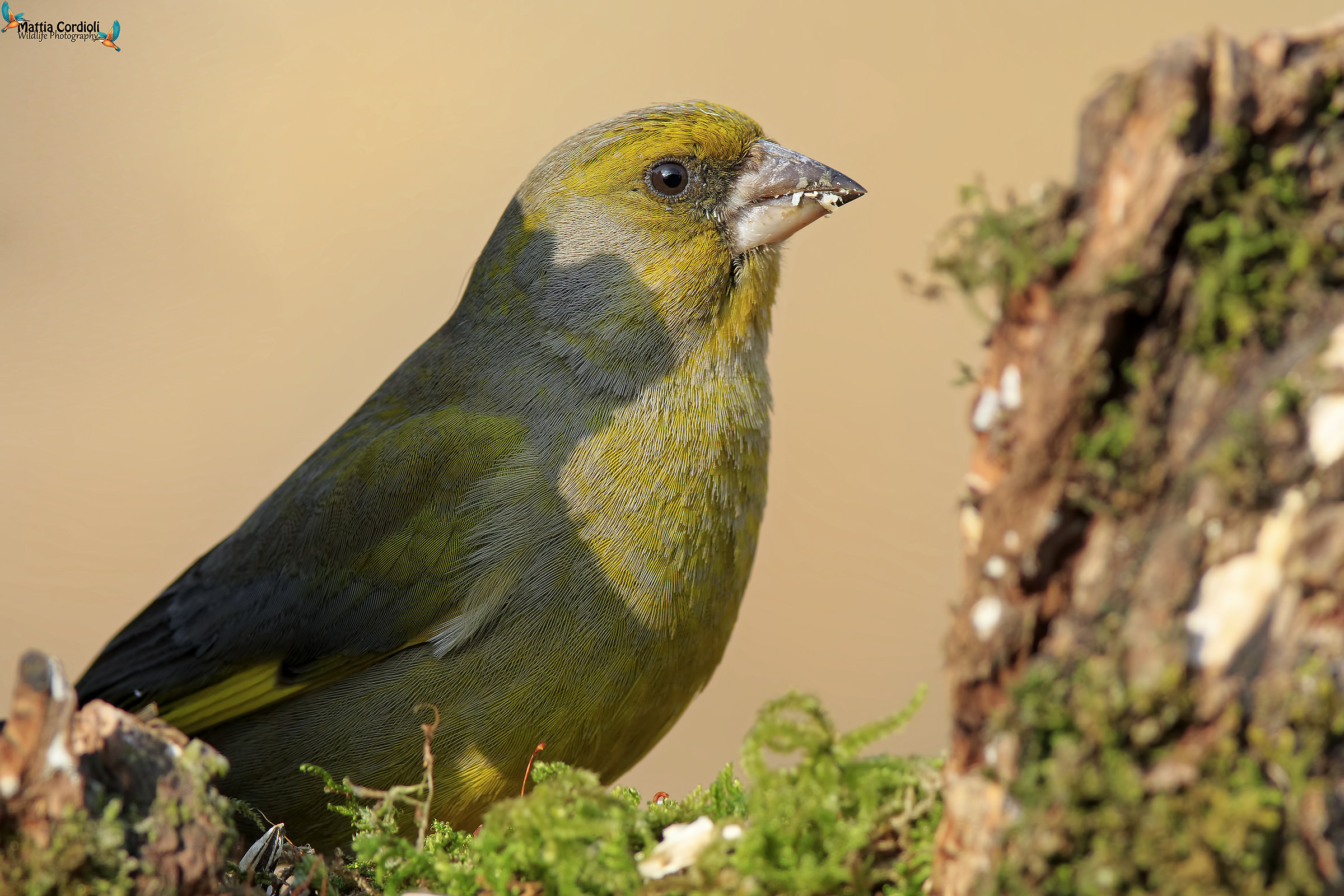 greenfinch