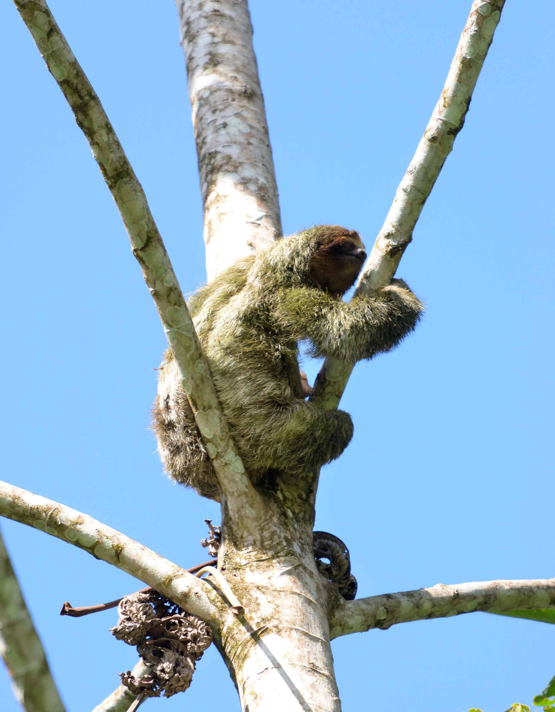 Bradipo che scendendo da un albero