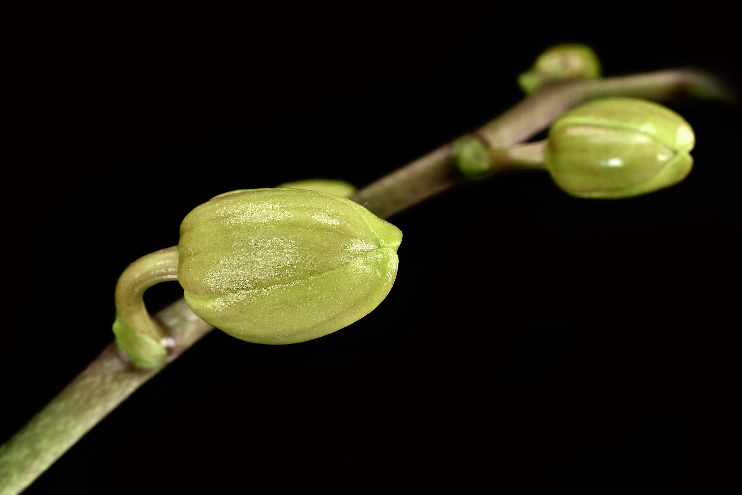 fra poco diventerò orchidea