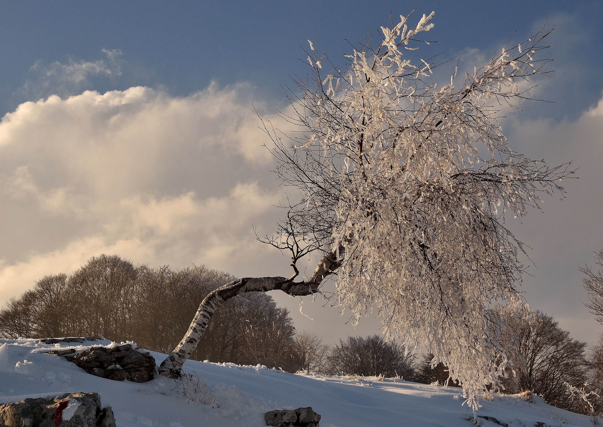 L'albero di ghiaccio
