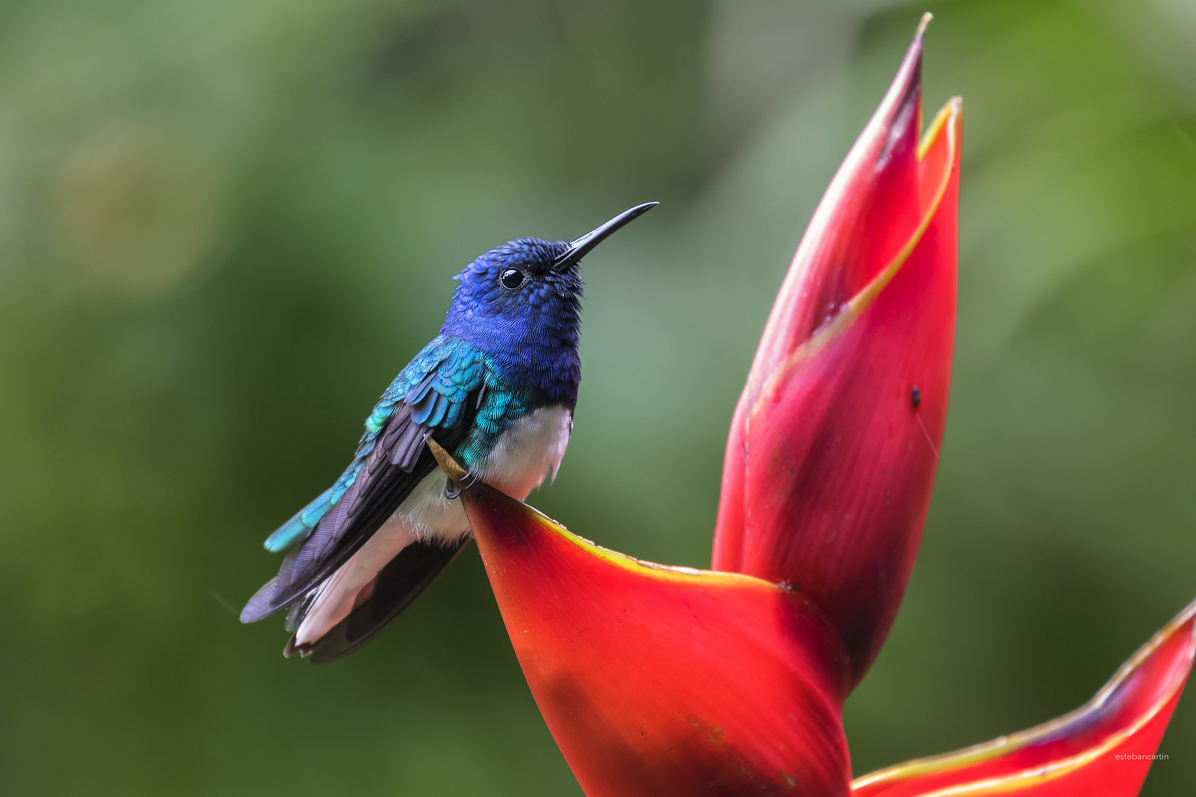 colibrí White necked Jacobin
