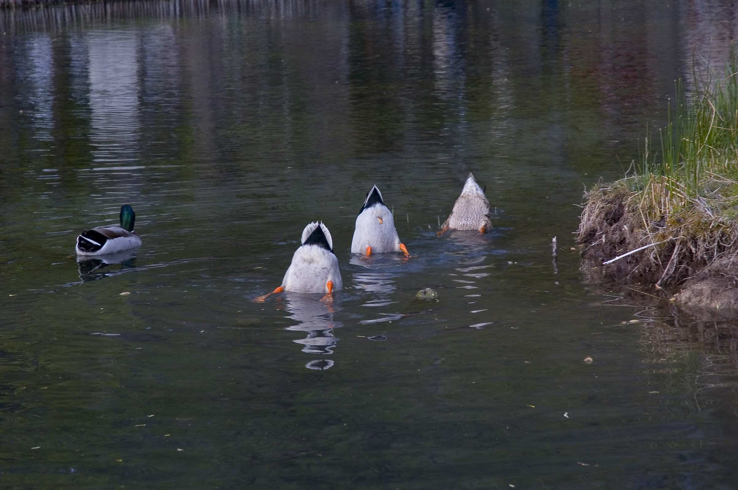 Mischievous ducks Fonti del Clitunno (PG)