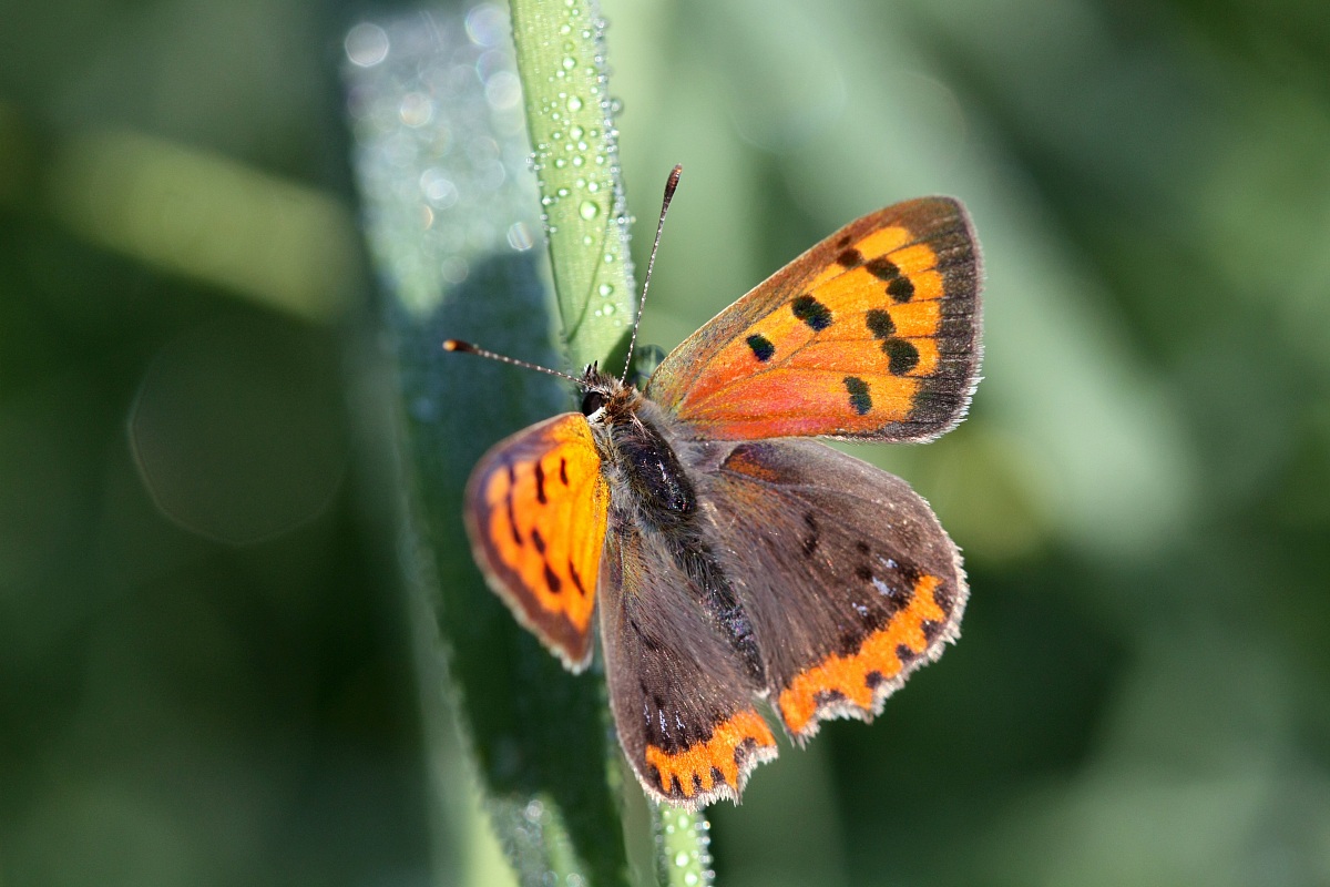 Lycaena phlaeas