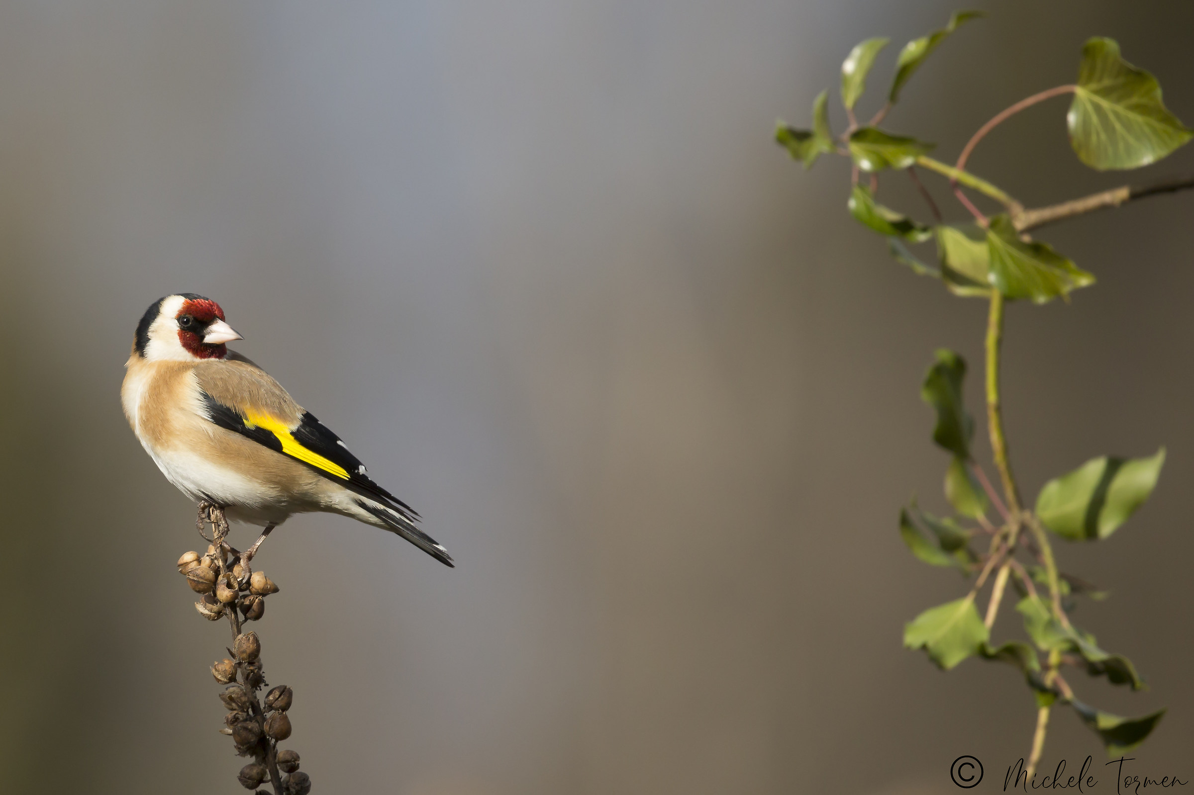 Goldfinch