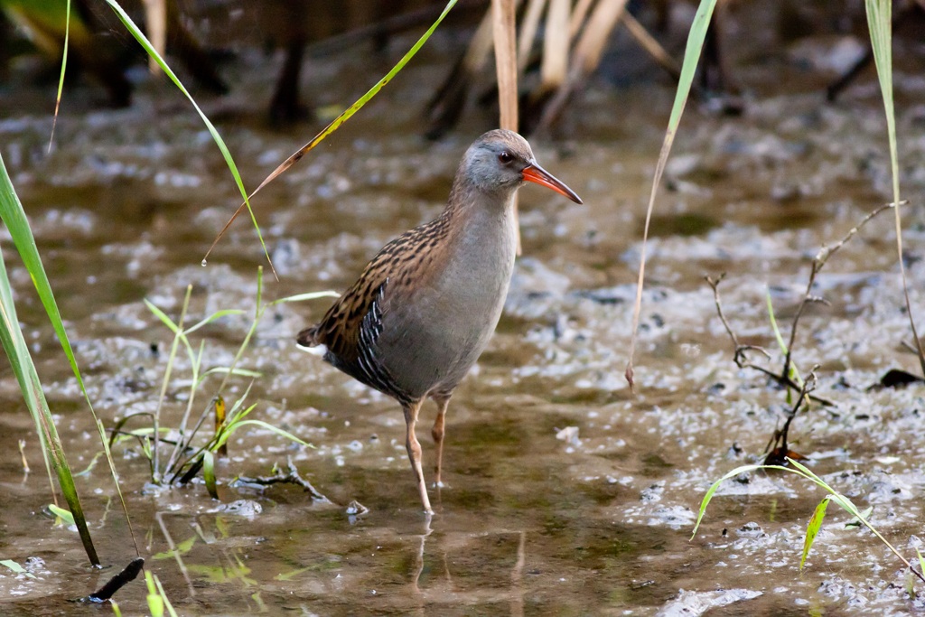 Water Rail