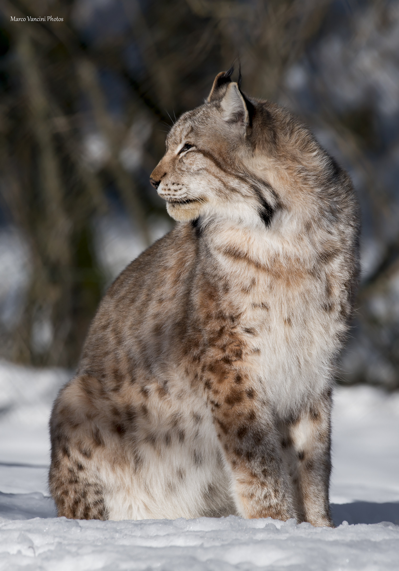 The lynx