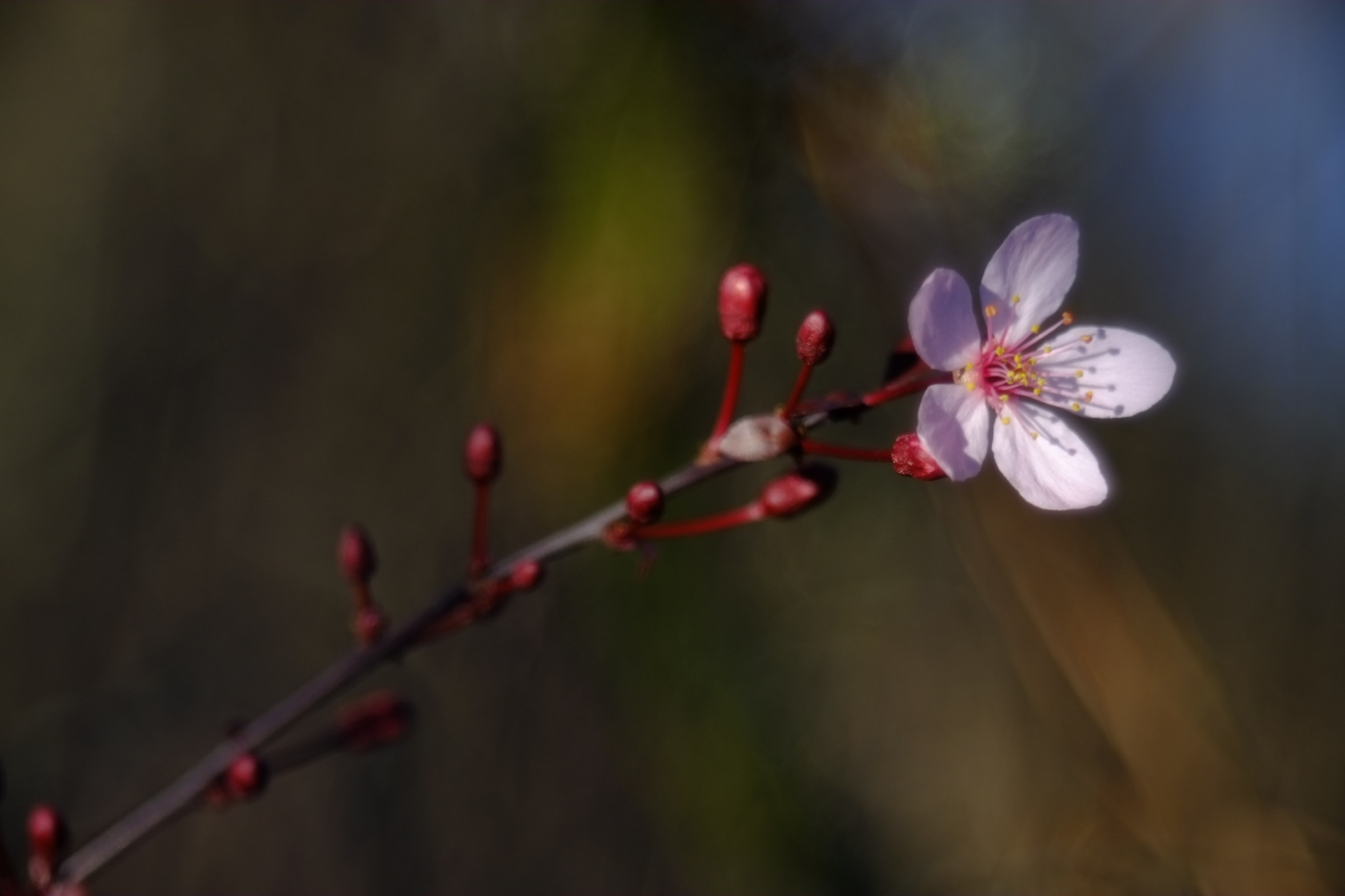 molla della trombetta 2
