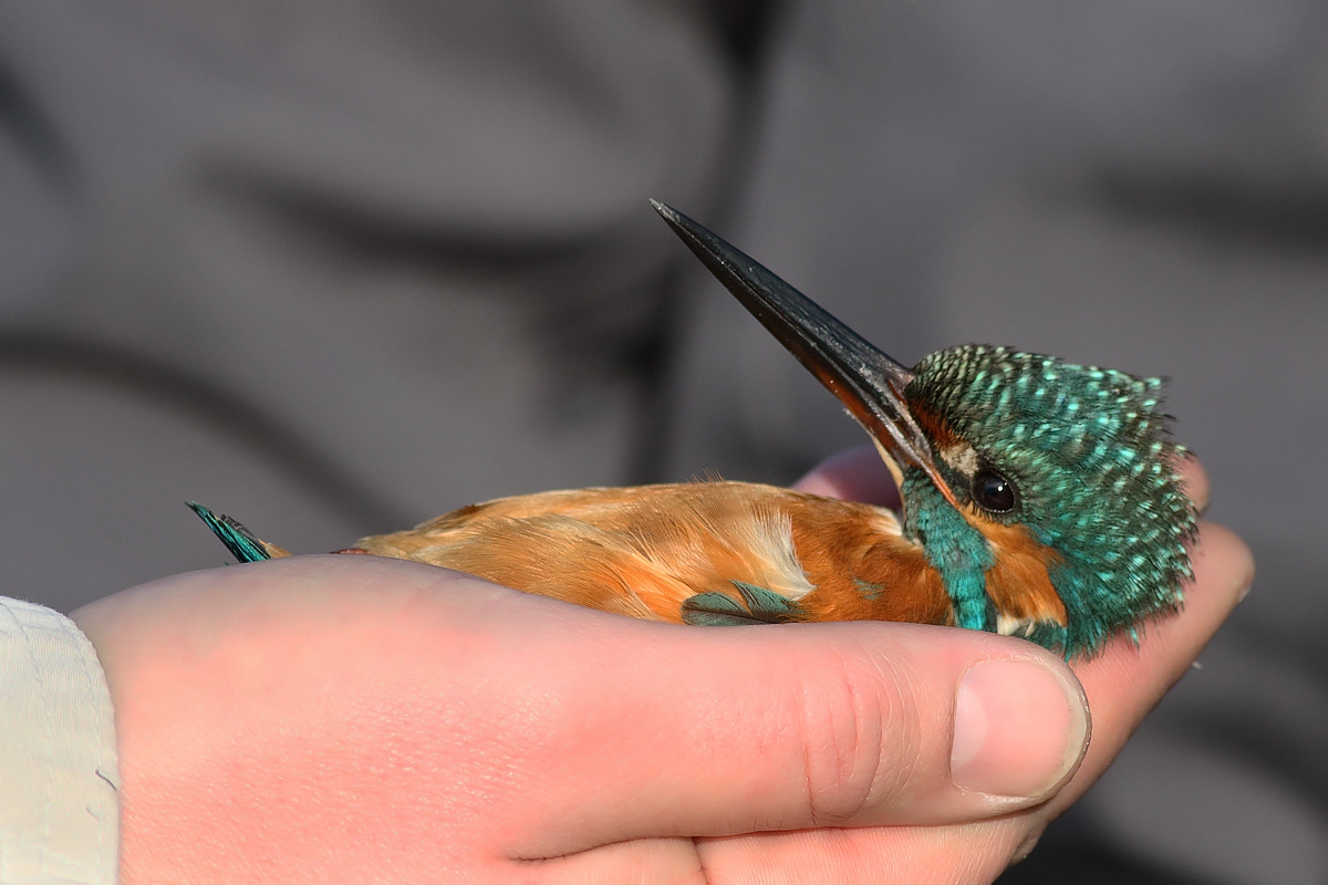 Doctor, I think I did fish indigestion ...