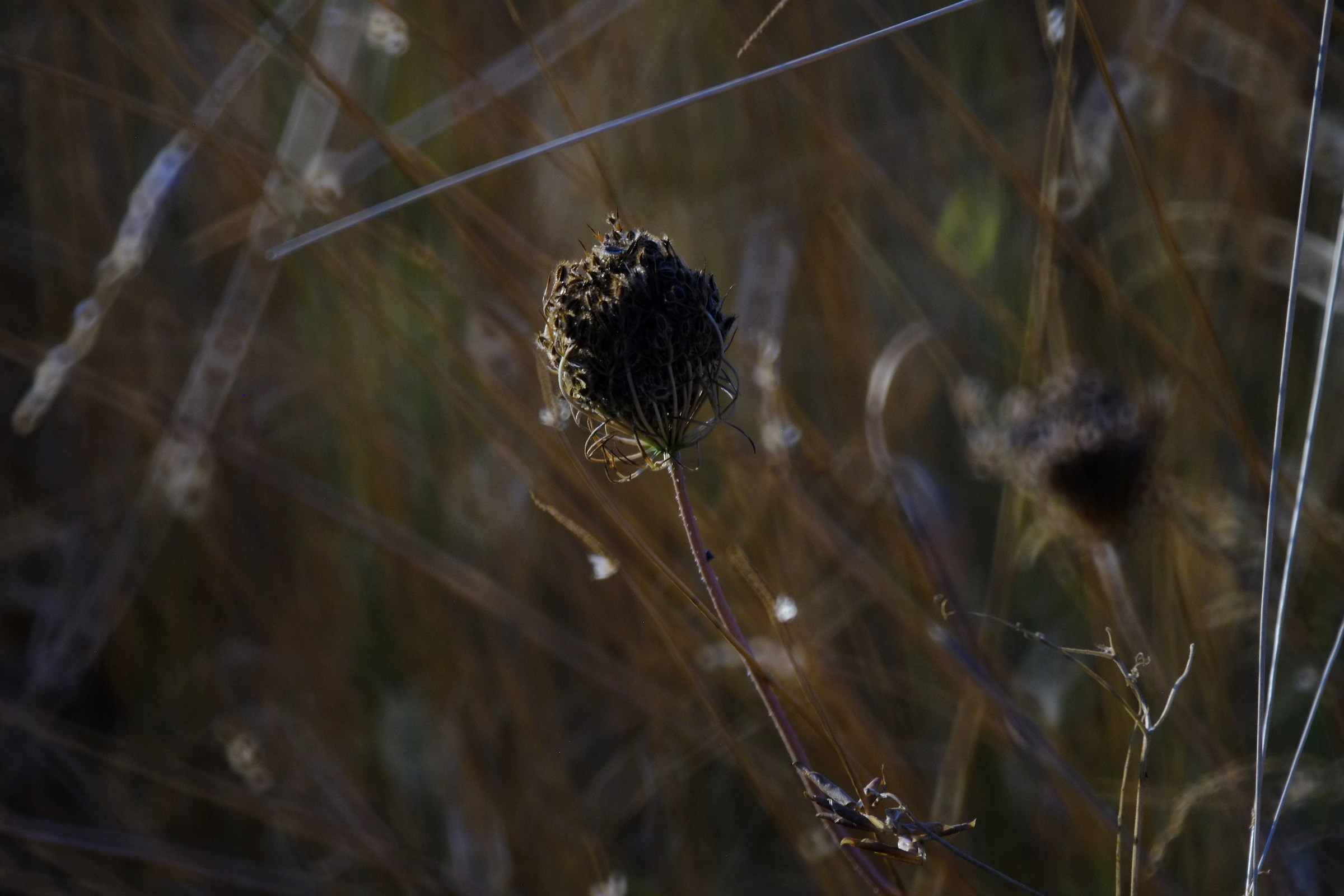 with tamron 500 mirror