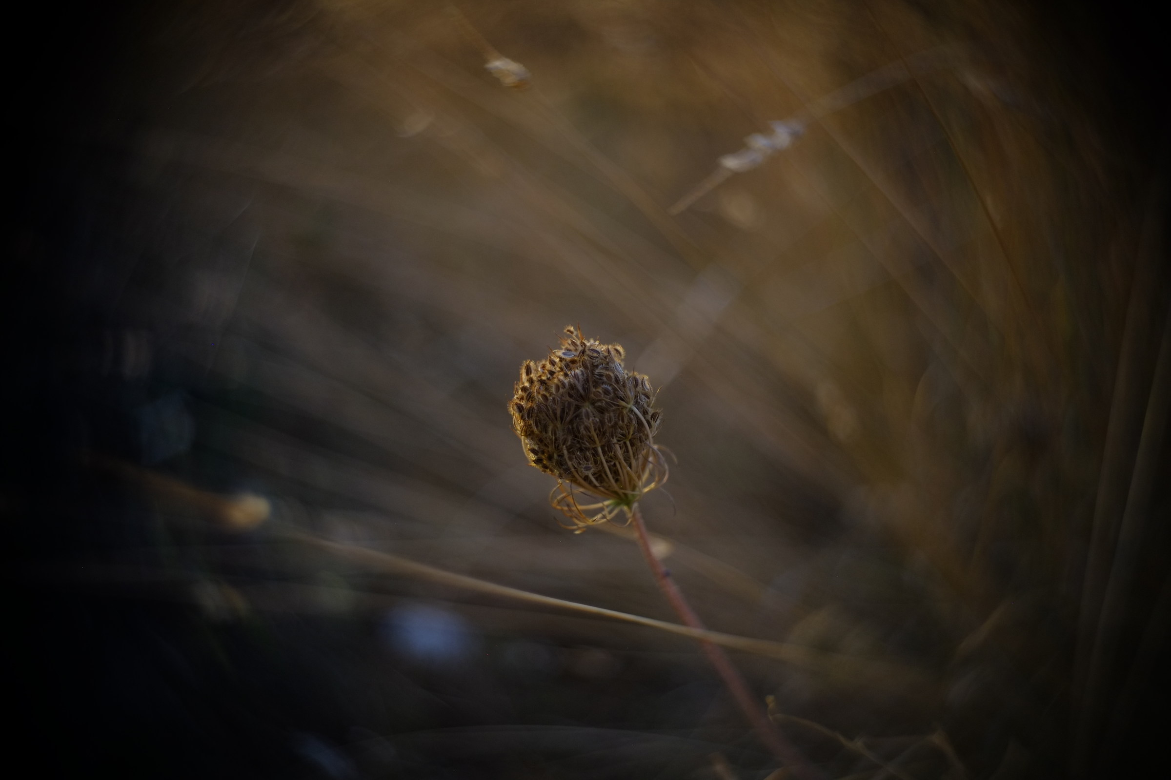 with cooke kinic 1.5