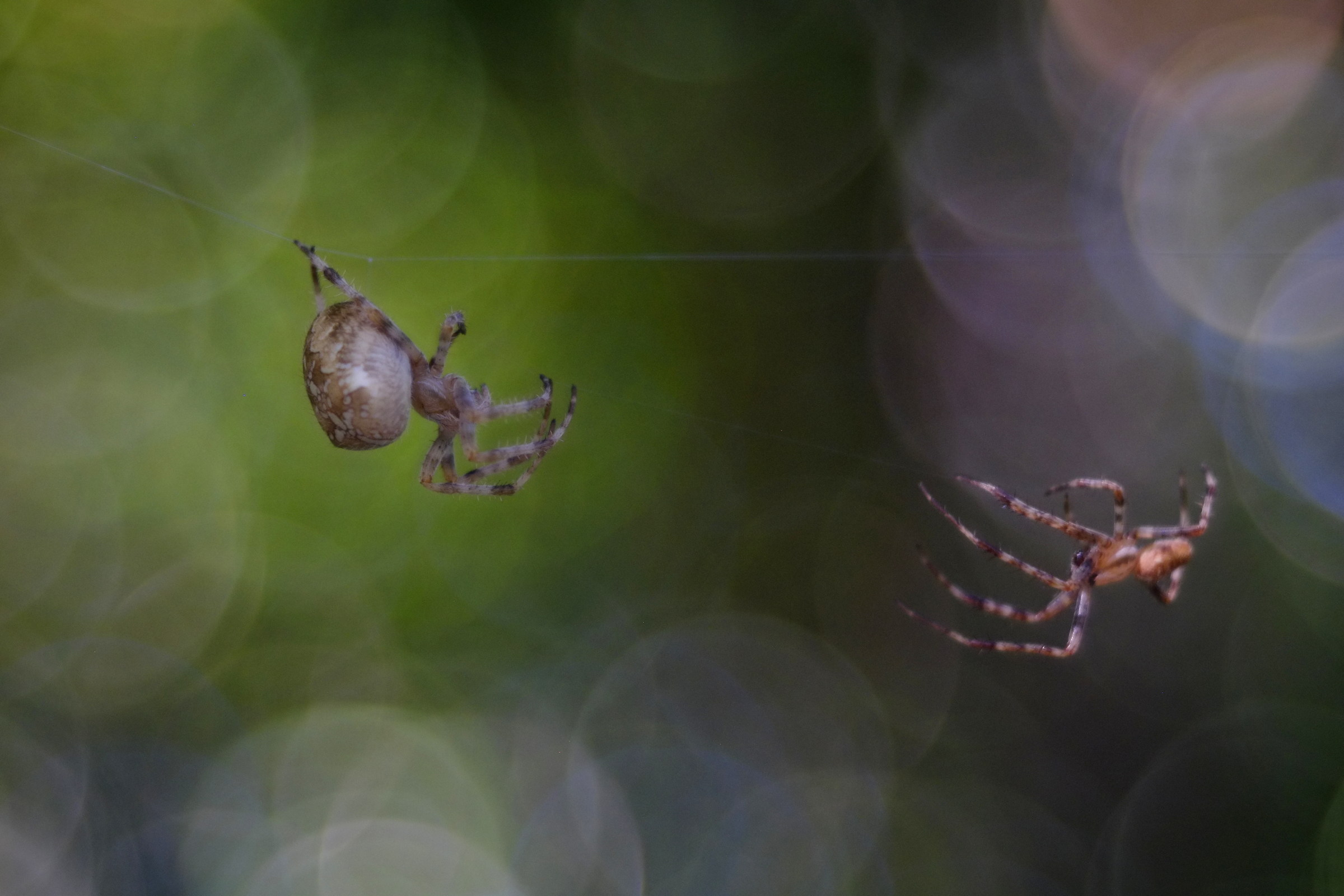 untitled, diaplan 80