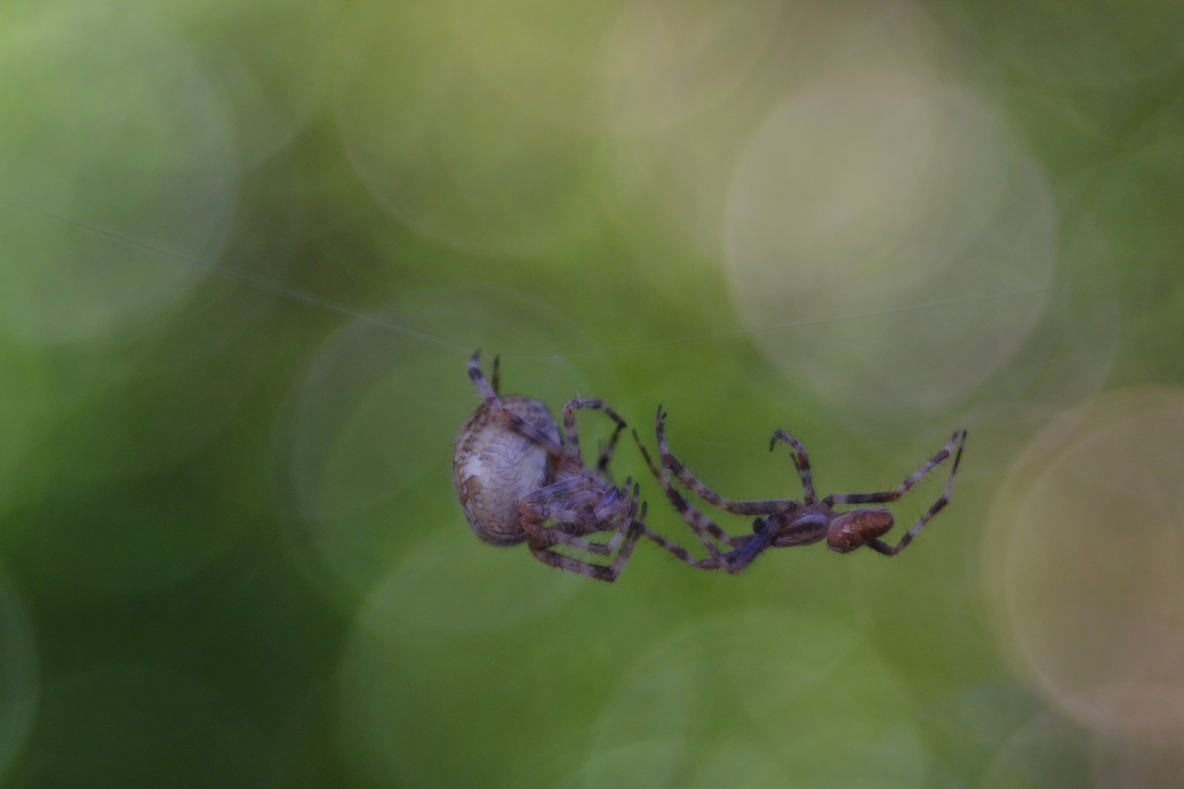 untitled, diaplan 80