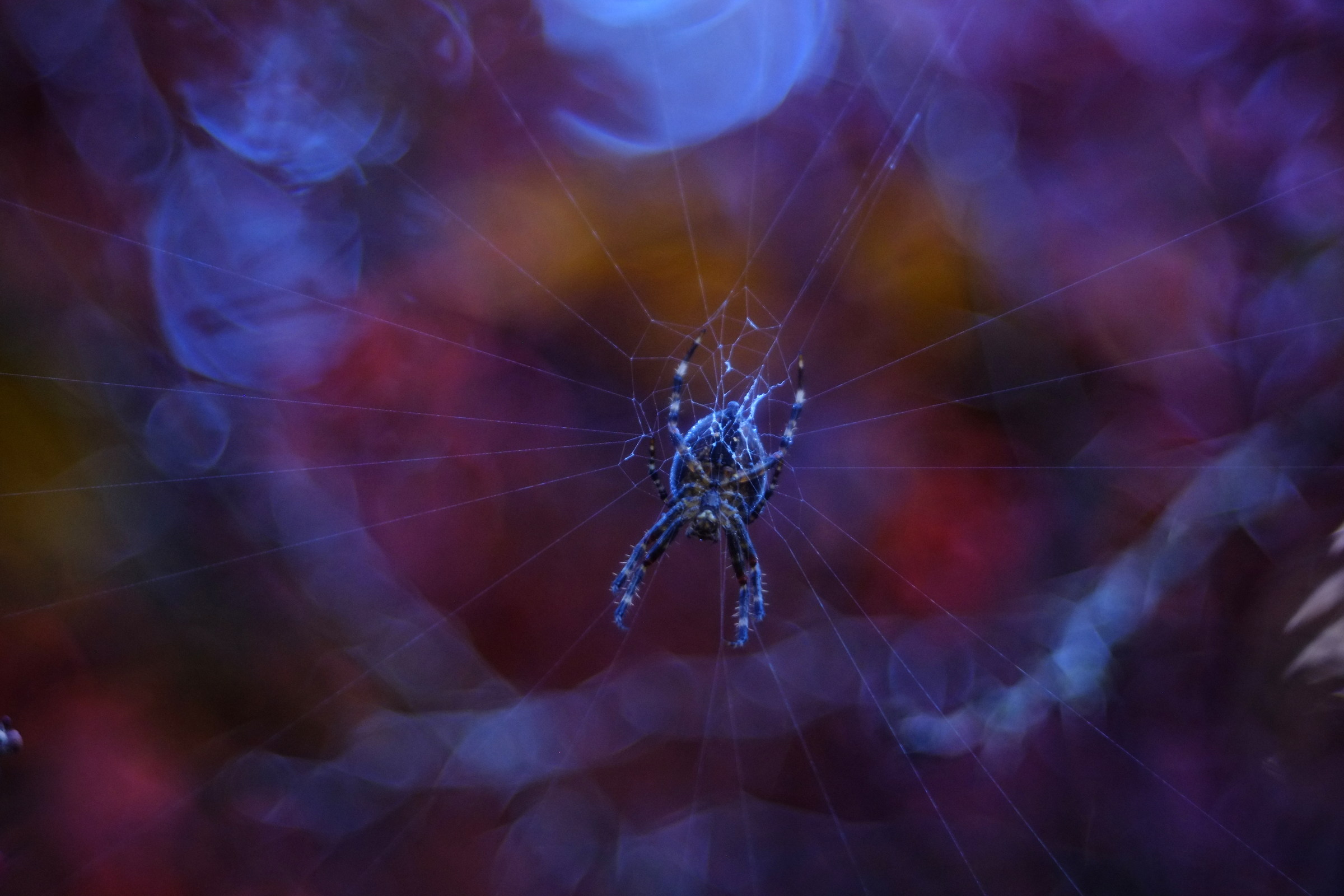 untitled, diaplan 80