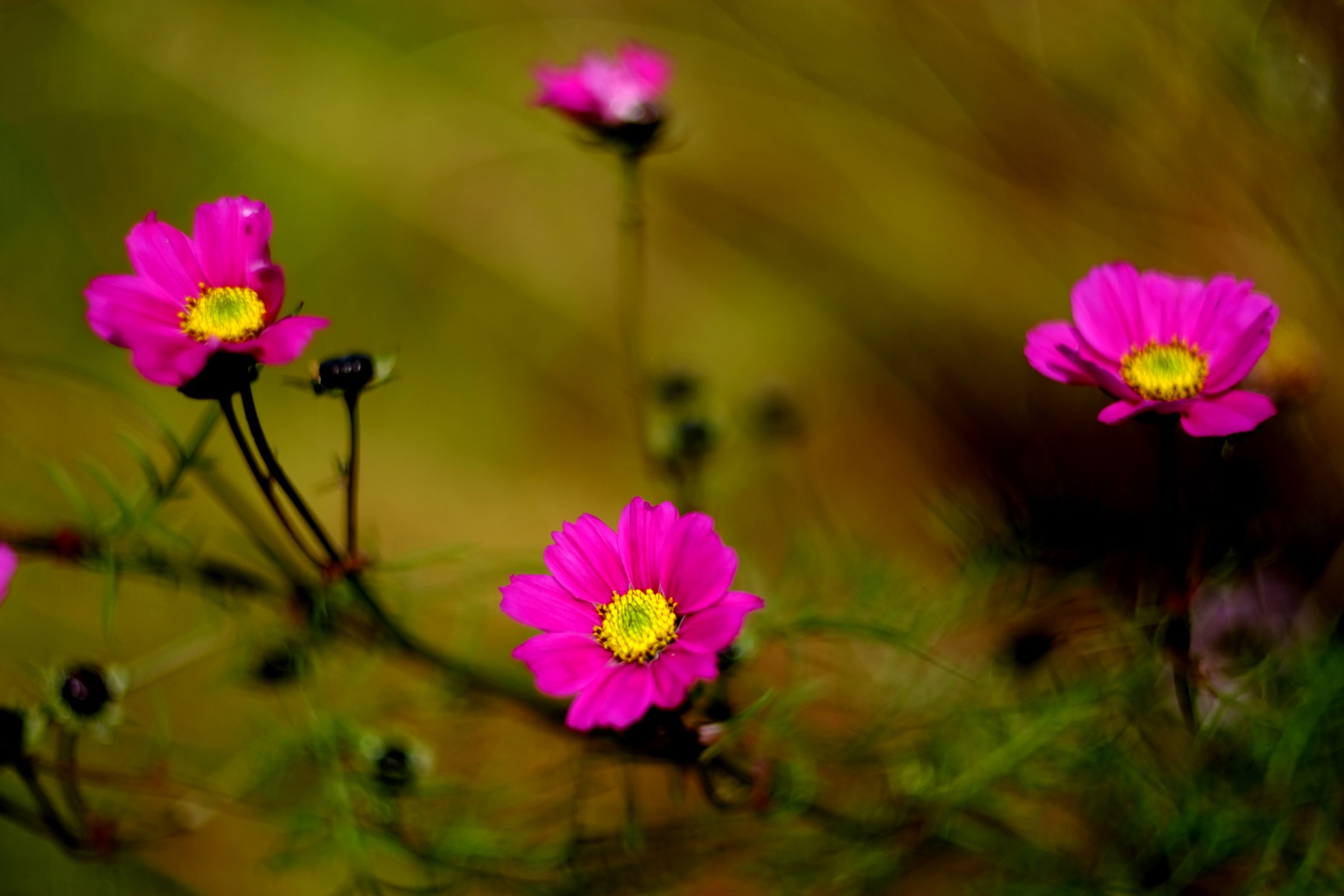 cosmos, mamiya 55 1.4