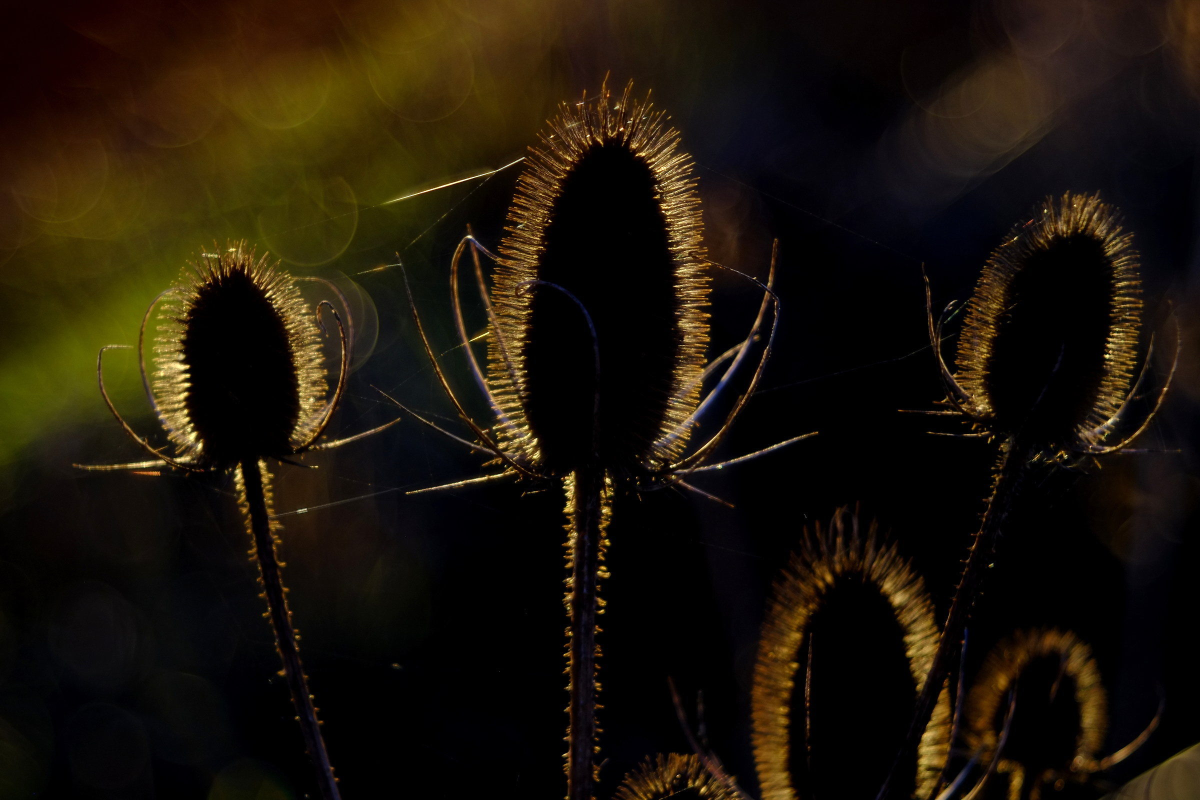 fire teasel, diaplan 80