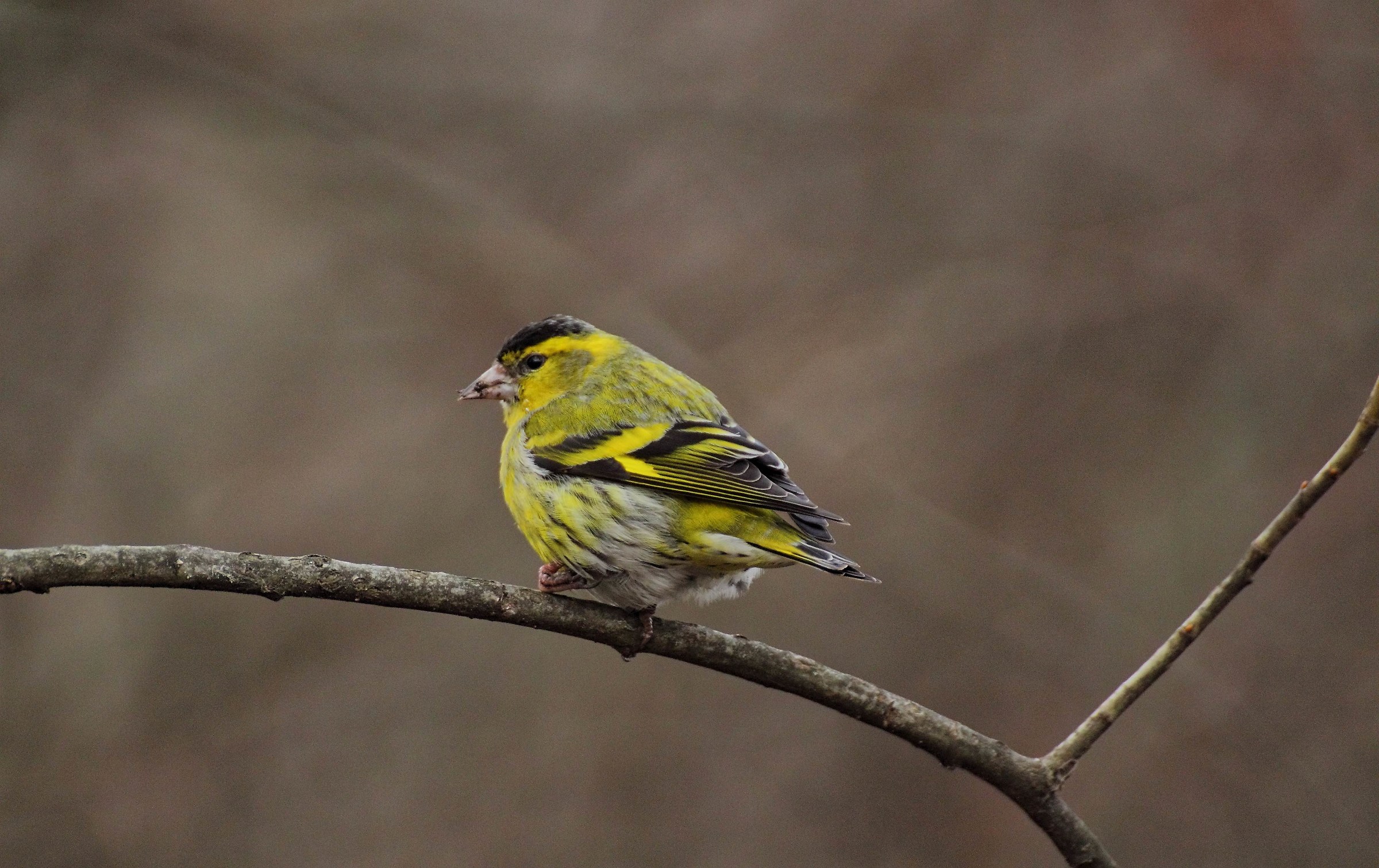 Siskin