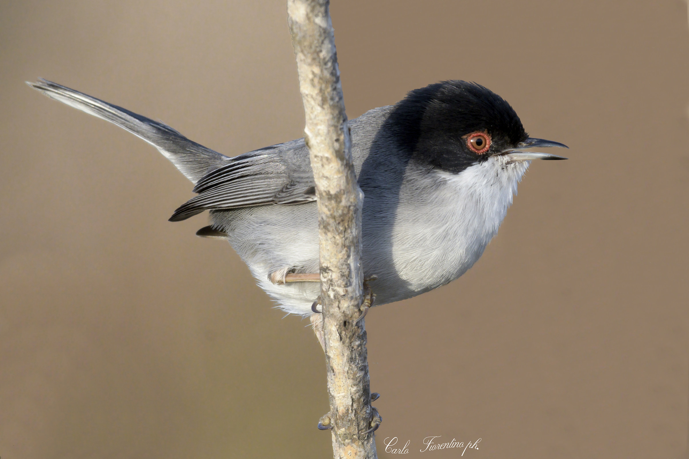 occhiocotto (Sylvia melanocephala (Gmelin, 1789)