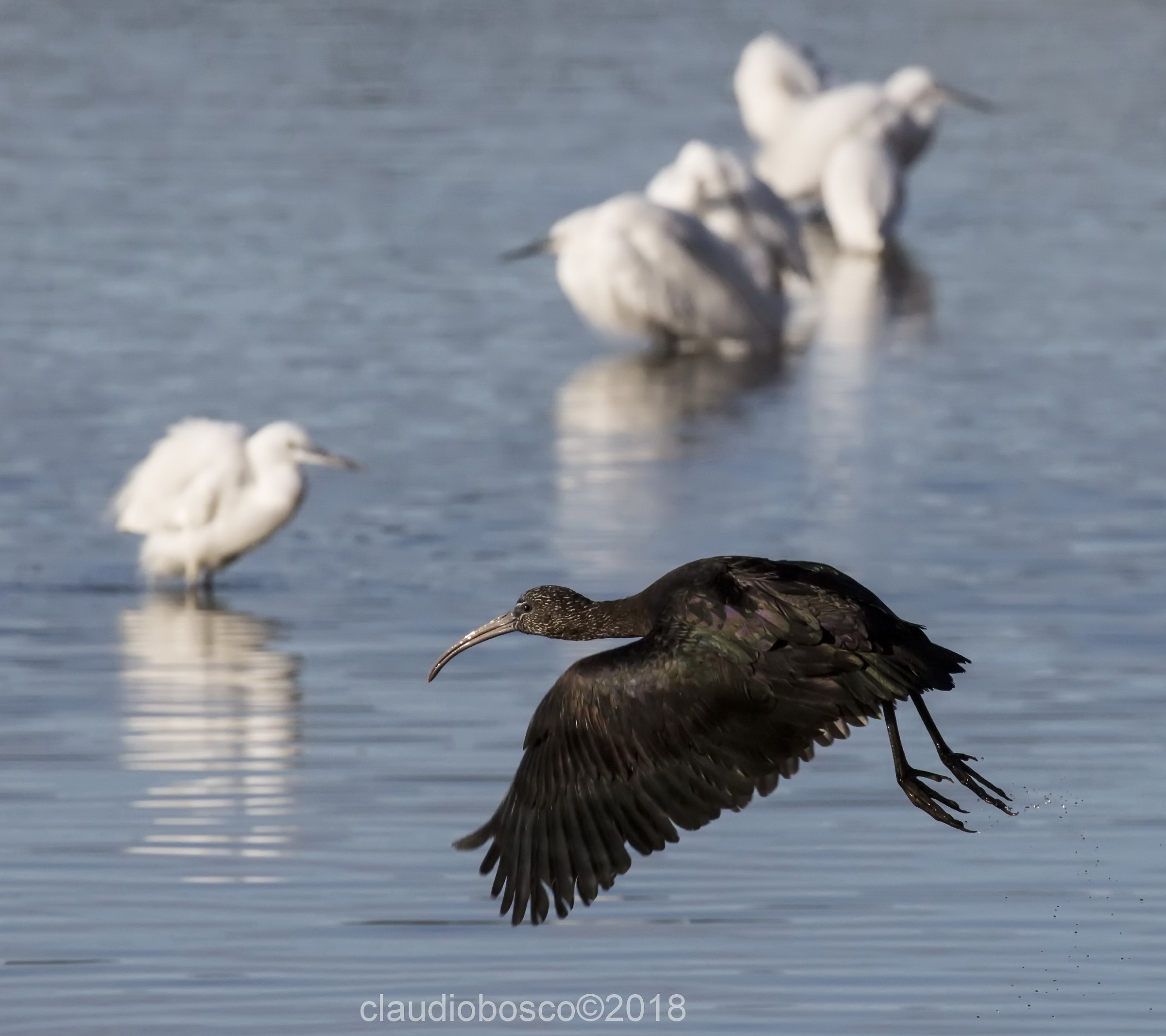 Mignattaio in flight