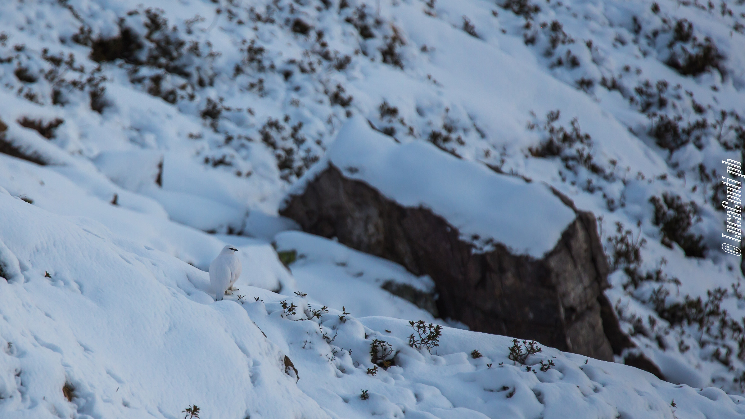 Pernice bianca (Valsassina)