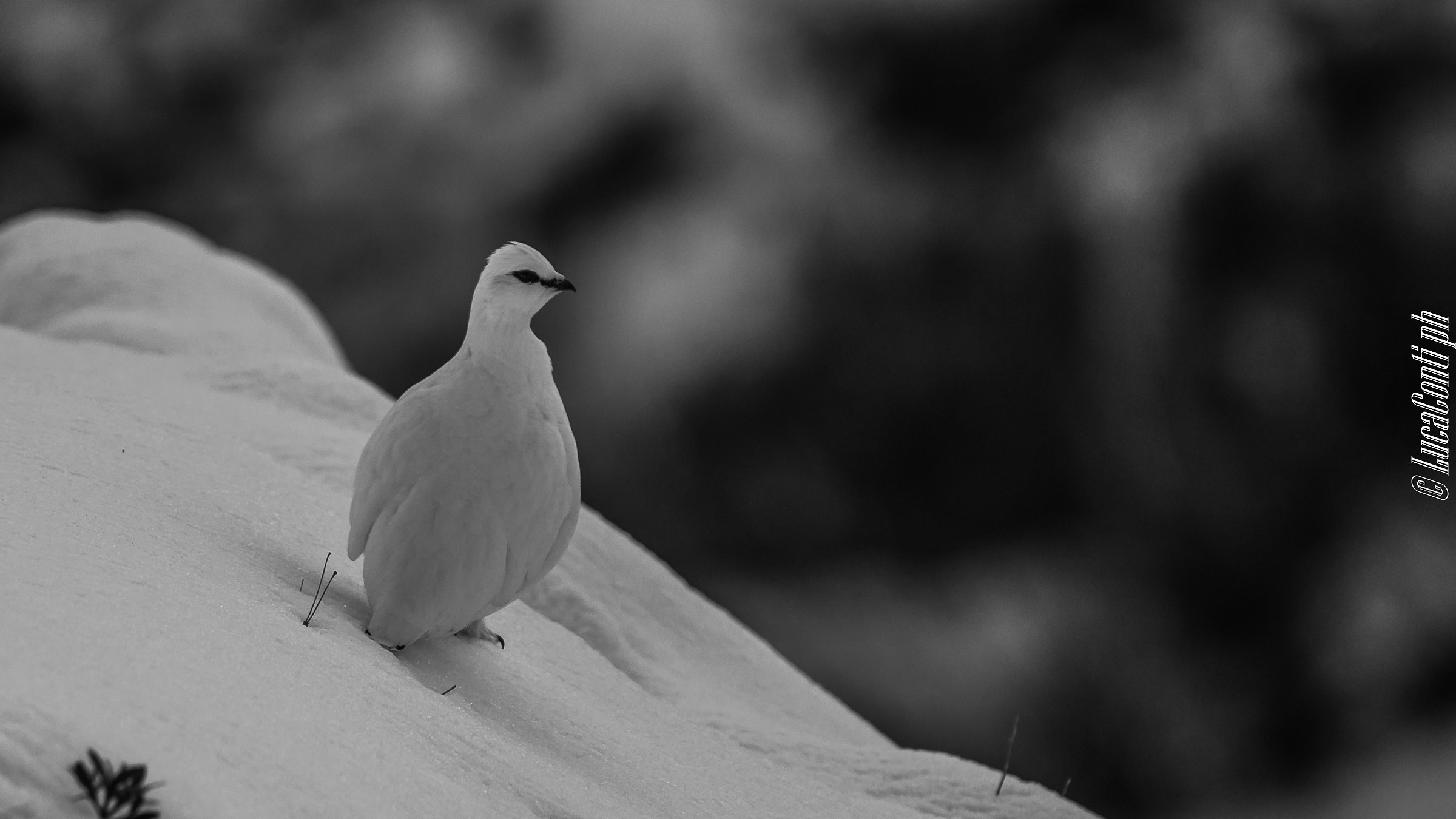 Pernice bianca (Valsassina)
