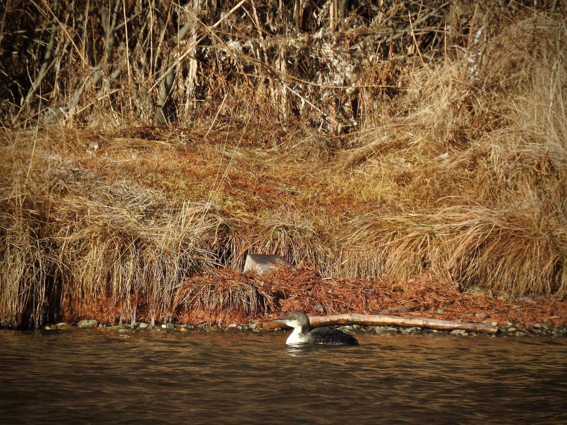 Strolaga of the Pacific