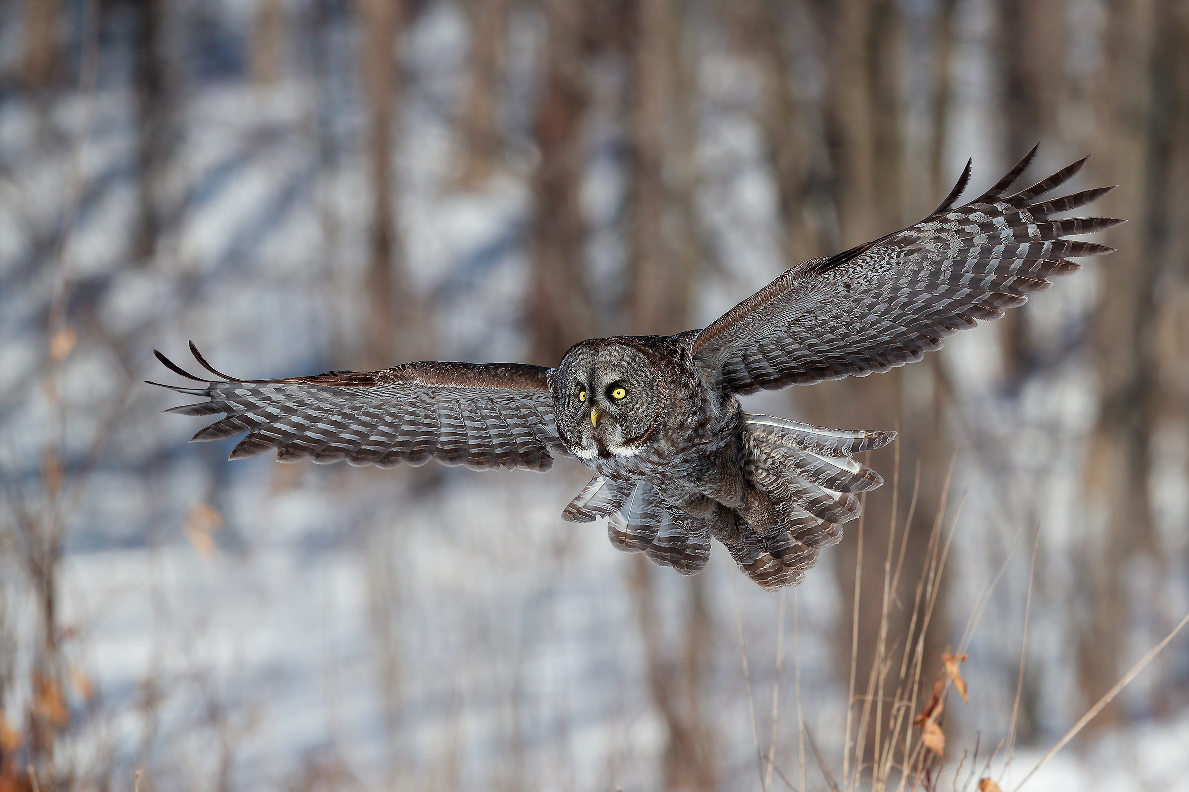 Allocco della Lapponia
