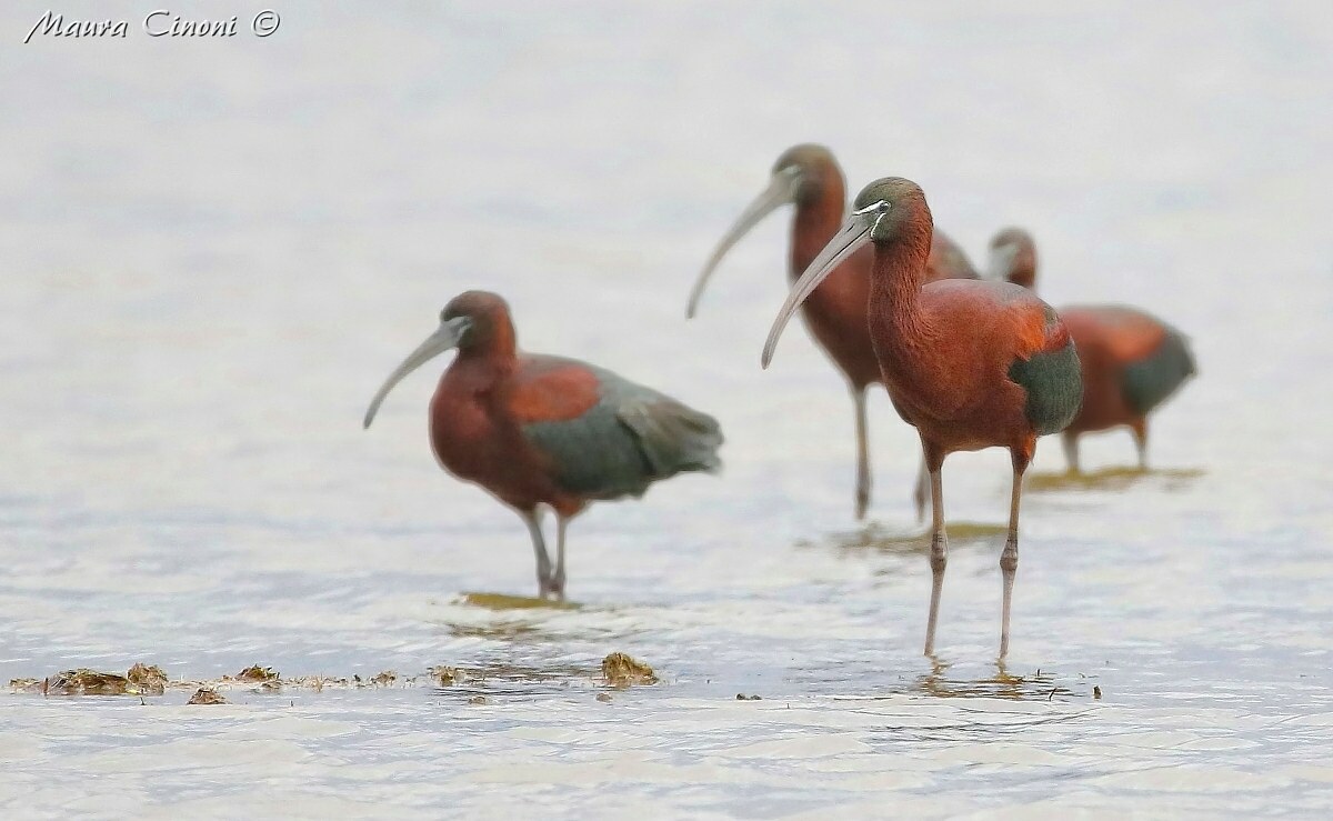Glossy Ibis