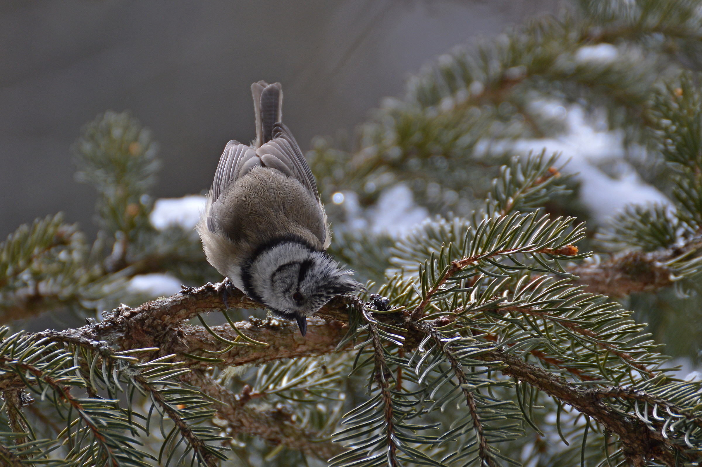 cincia dal ciuffo su ramo