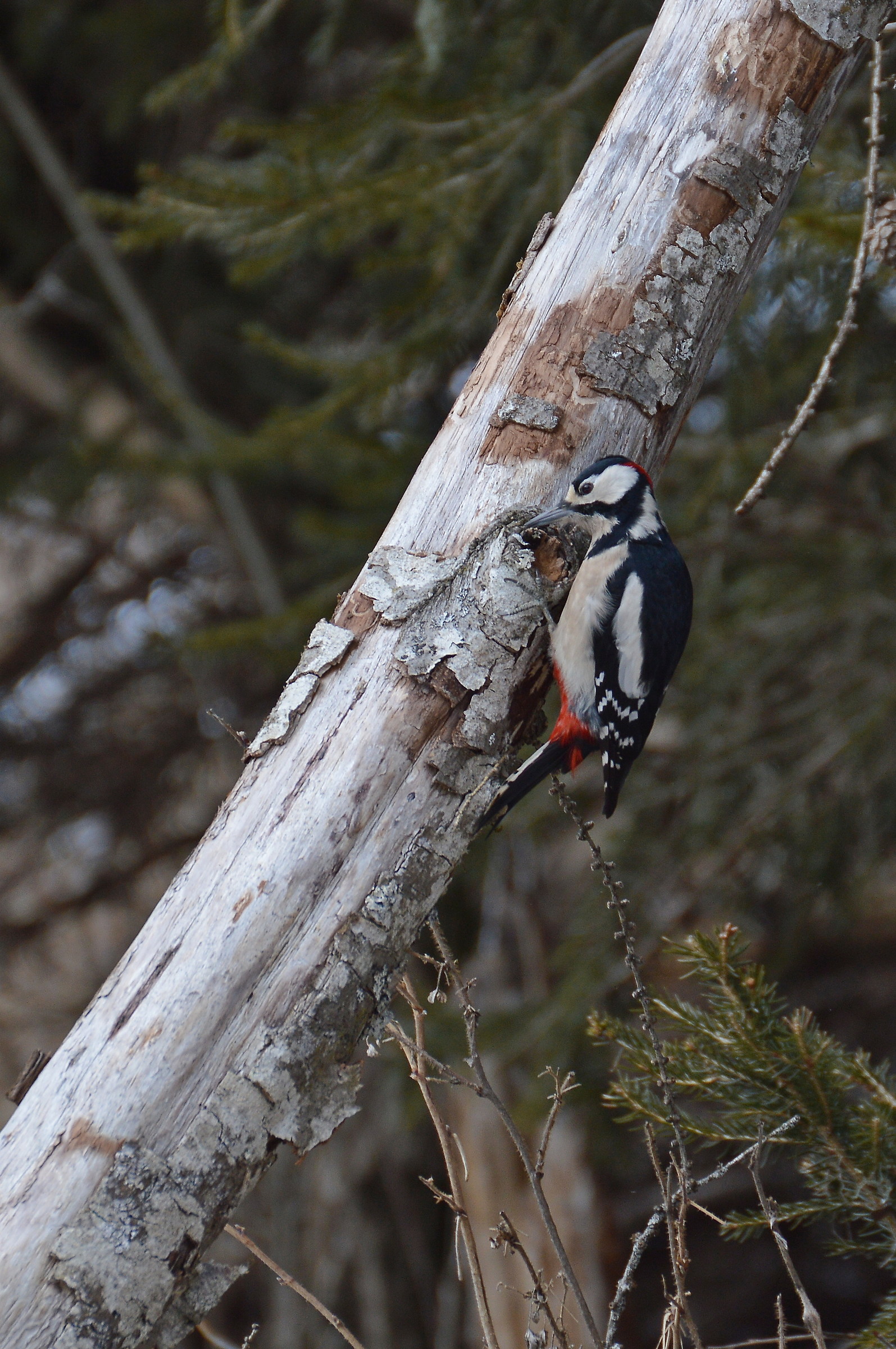 picchio rosso maggiore