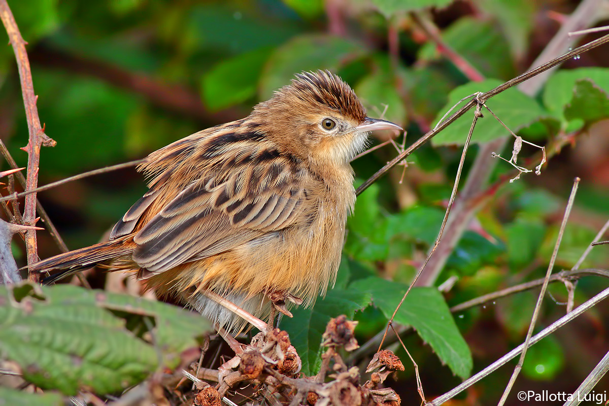 Beccamoschino (Cisticola juncidis)
