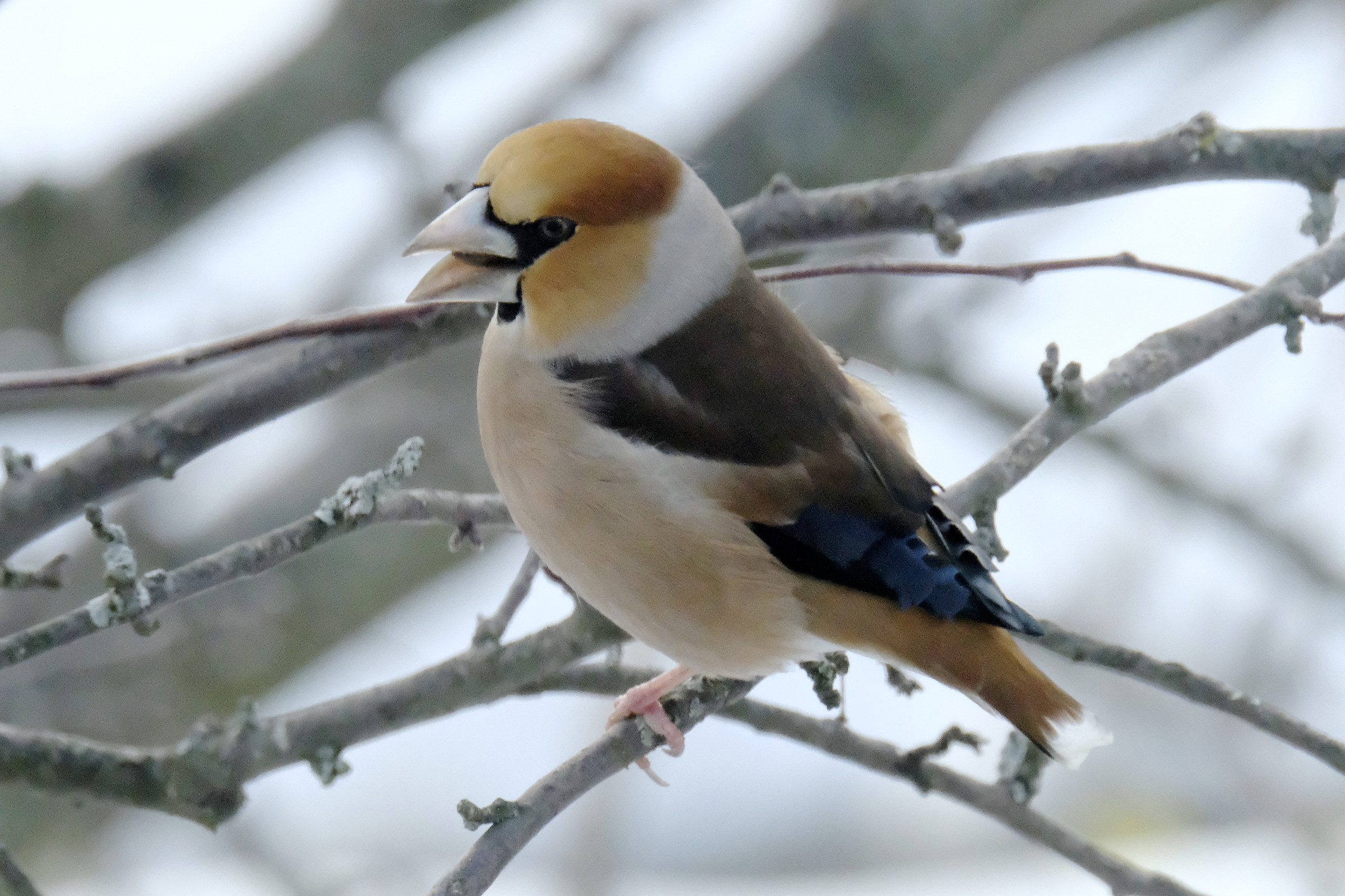 frosone x-t2 12800 iso